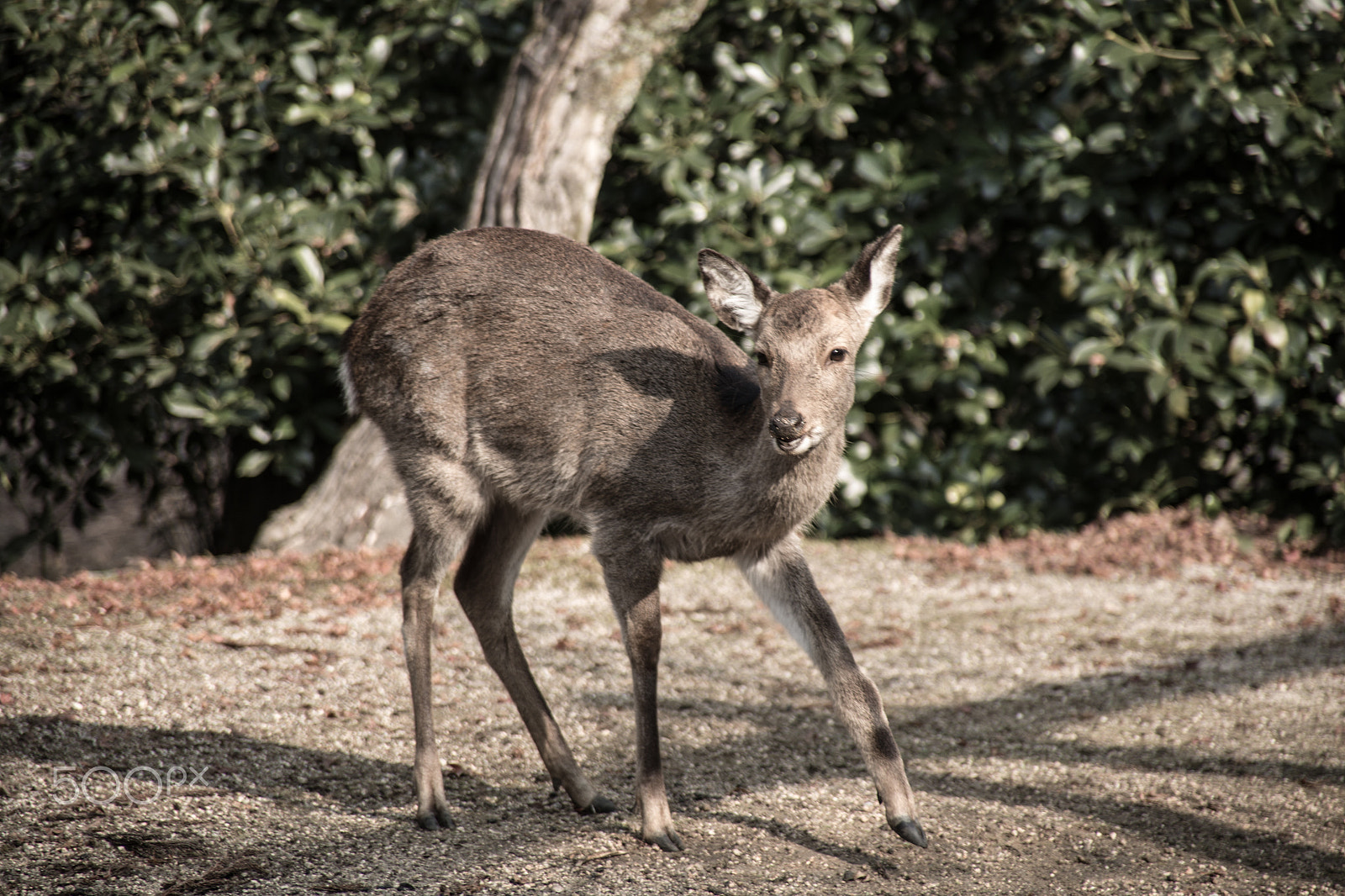 Canon EF 28-200mm F3.5-5.6 USM sample photo. Oh dear deer! photography