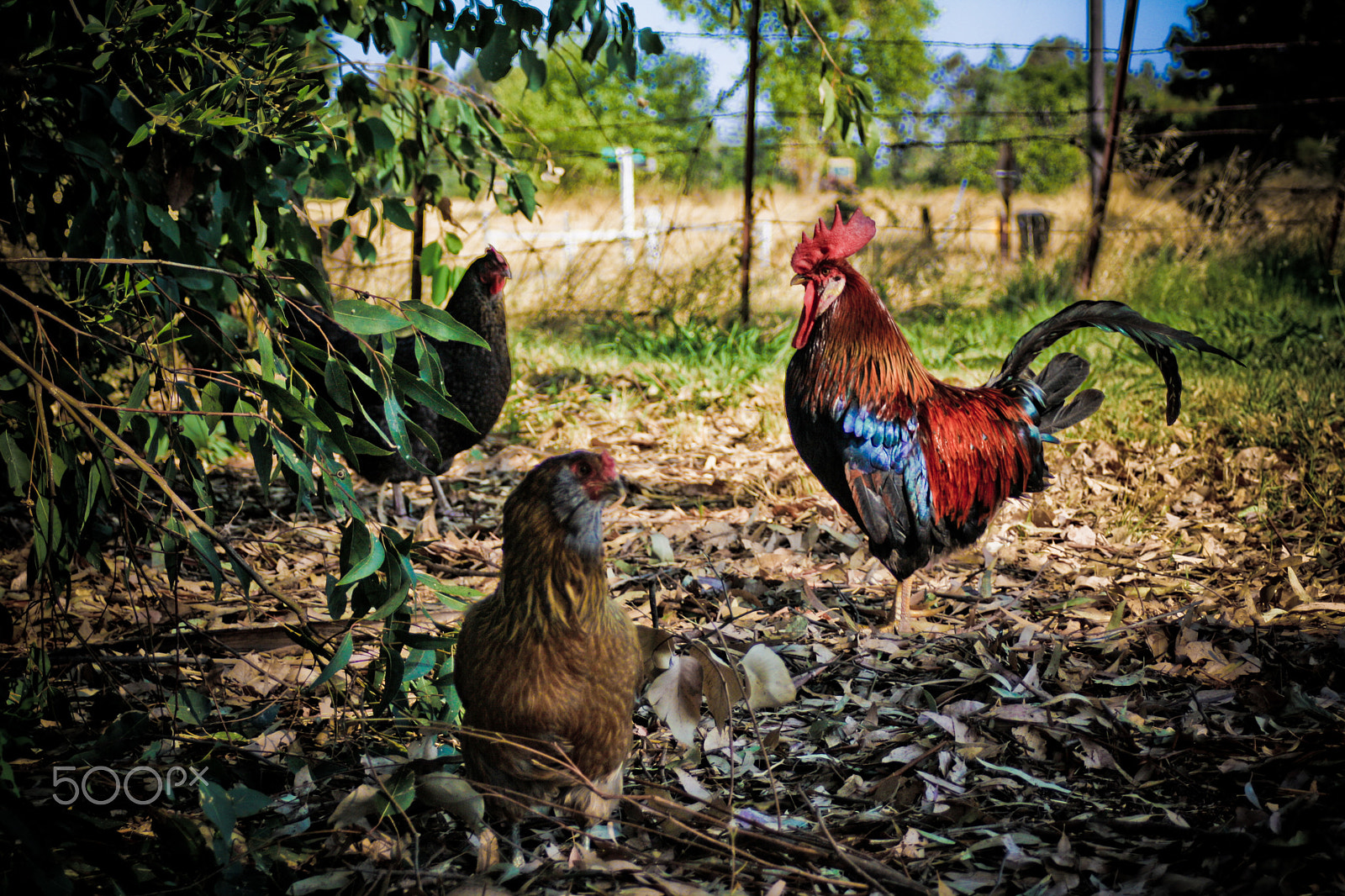 Canon EF 28-80mm f/3.5-5.6 USM IV sample photo. Wilton rooster photography