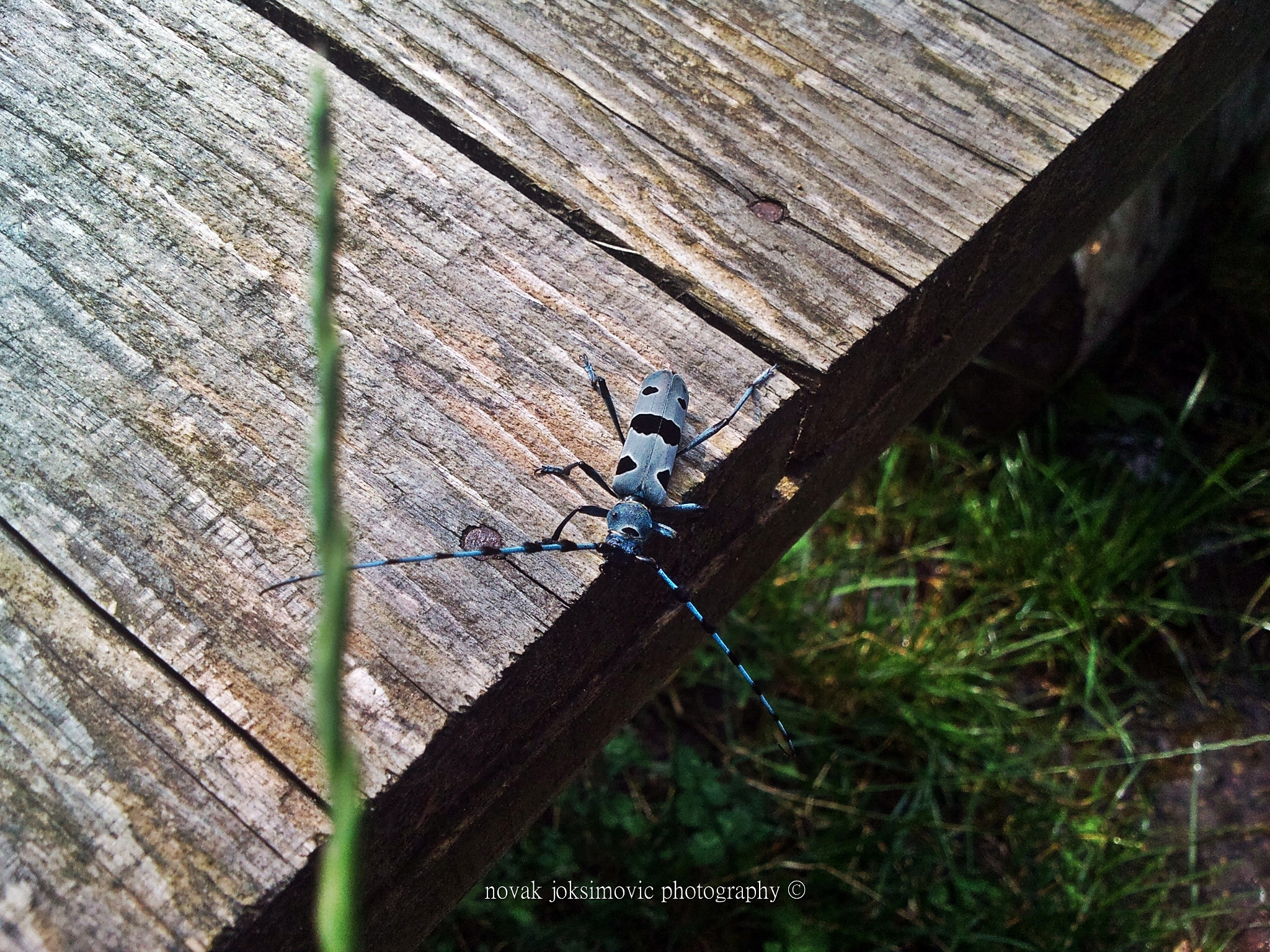 Sony Ericsson C901 sample photo. Blue bug photography
