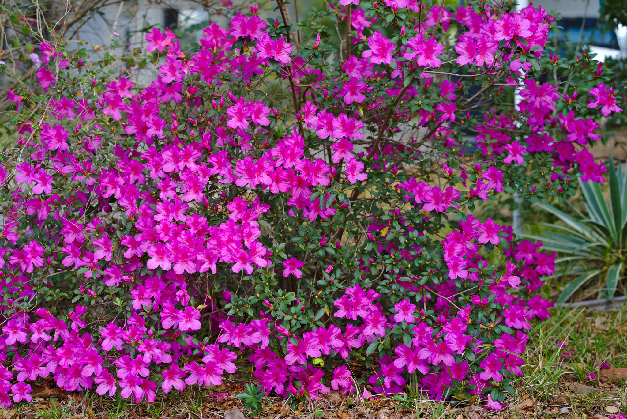 ZEISS Otus 85mm F1.4 sample photo. A bush full of pink hibiscus photography