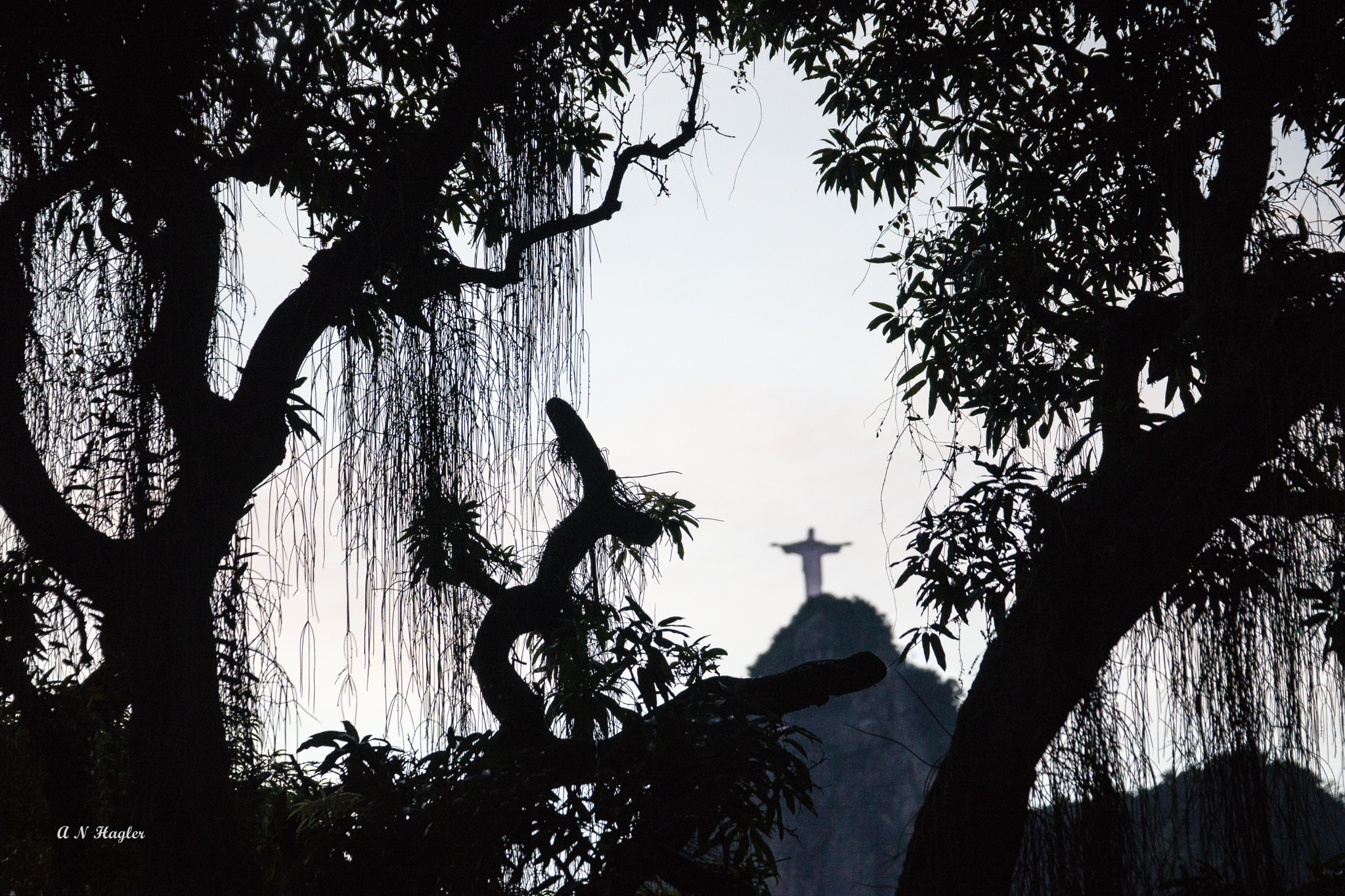 Sony 70-300mm F4.5-5.6 G SSM sample photo. Corcovado trees & epiphytes photography
