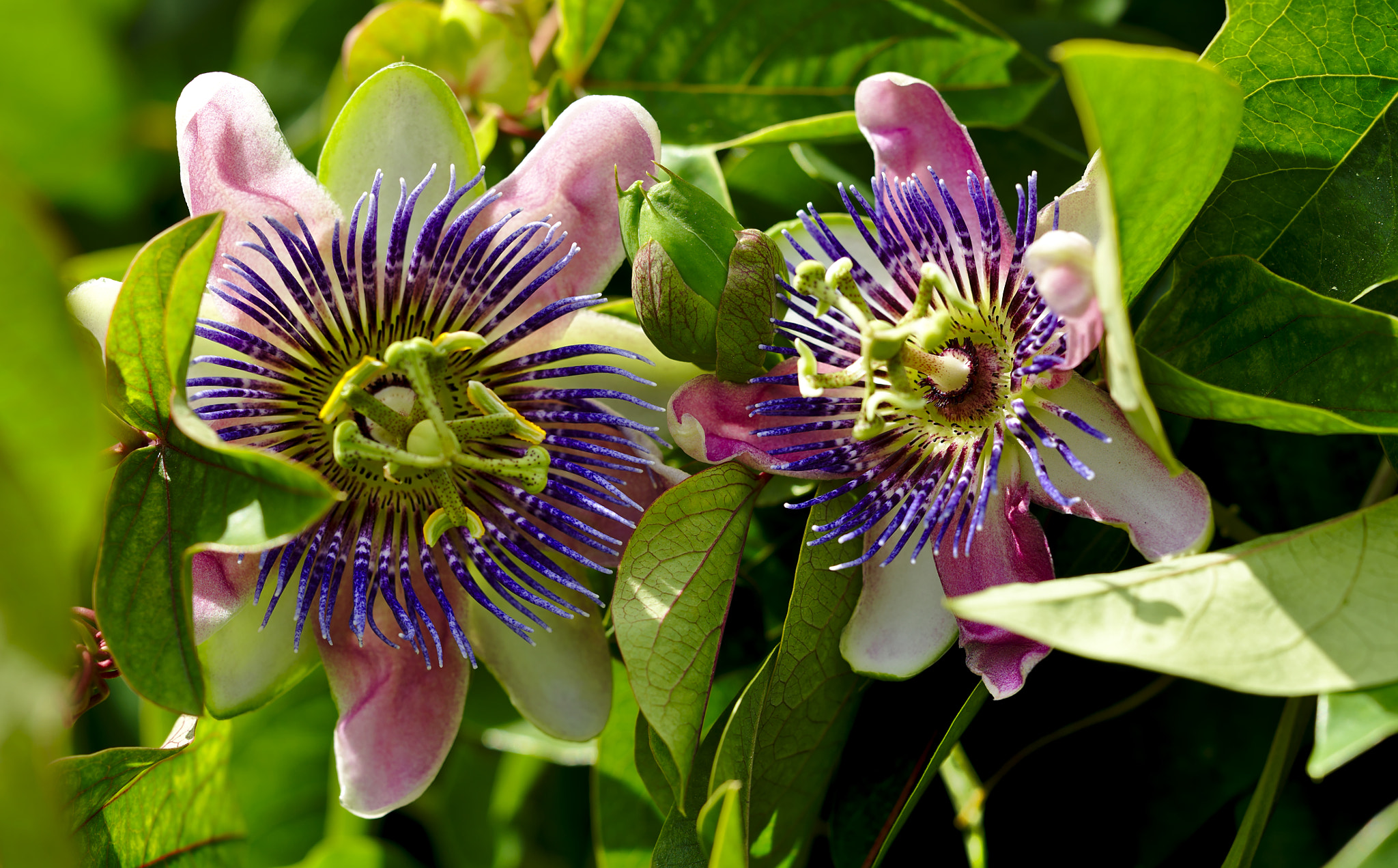 ZEISS Otus 85mm F1.4 sample photo. Two passion flowers / pasiflora photography