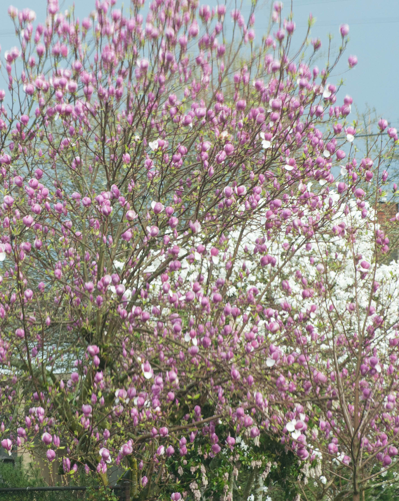 Nikon D3 sample photo. Bb mm photography