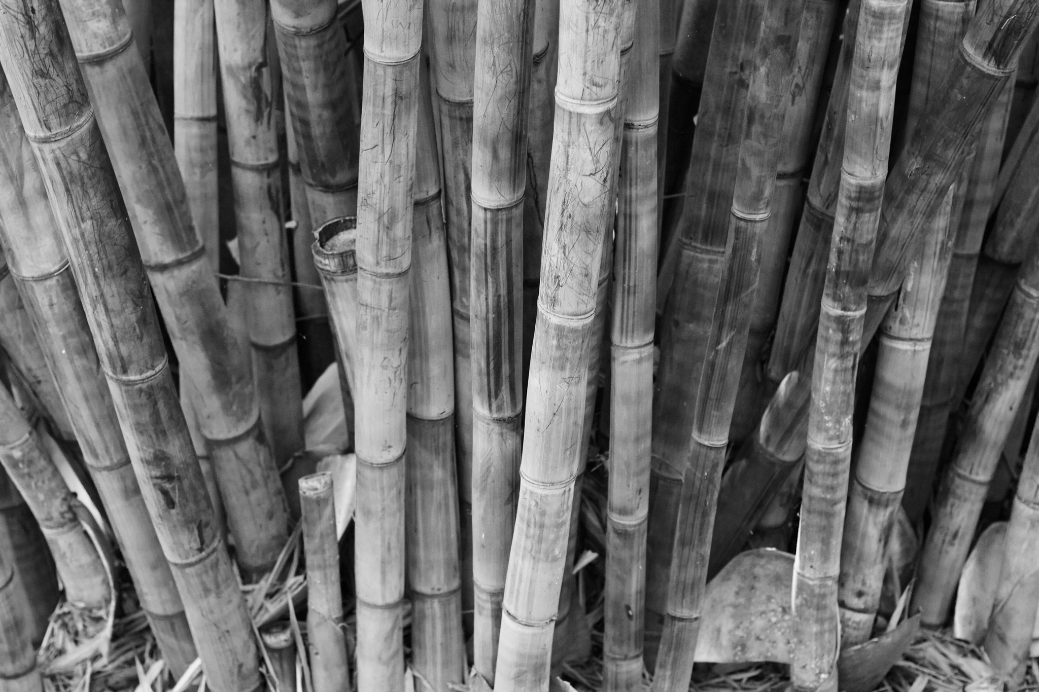 Canon EOS 450D (EOS Rebel XSi / EOS Kiss X2) sample photo. Bamboo photography