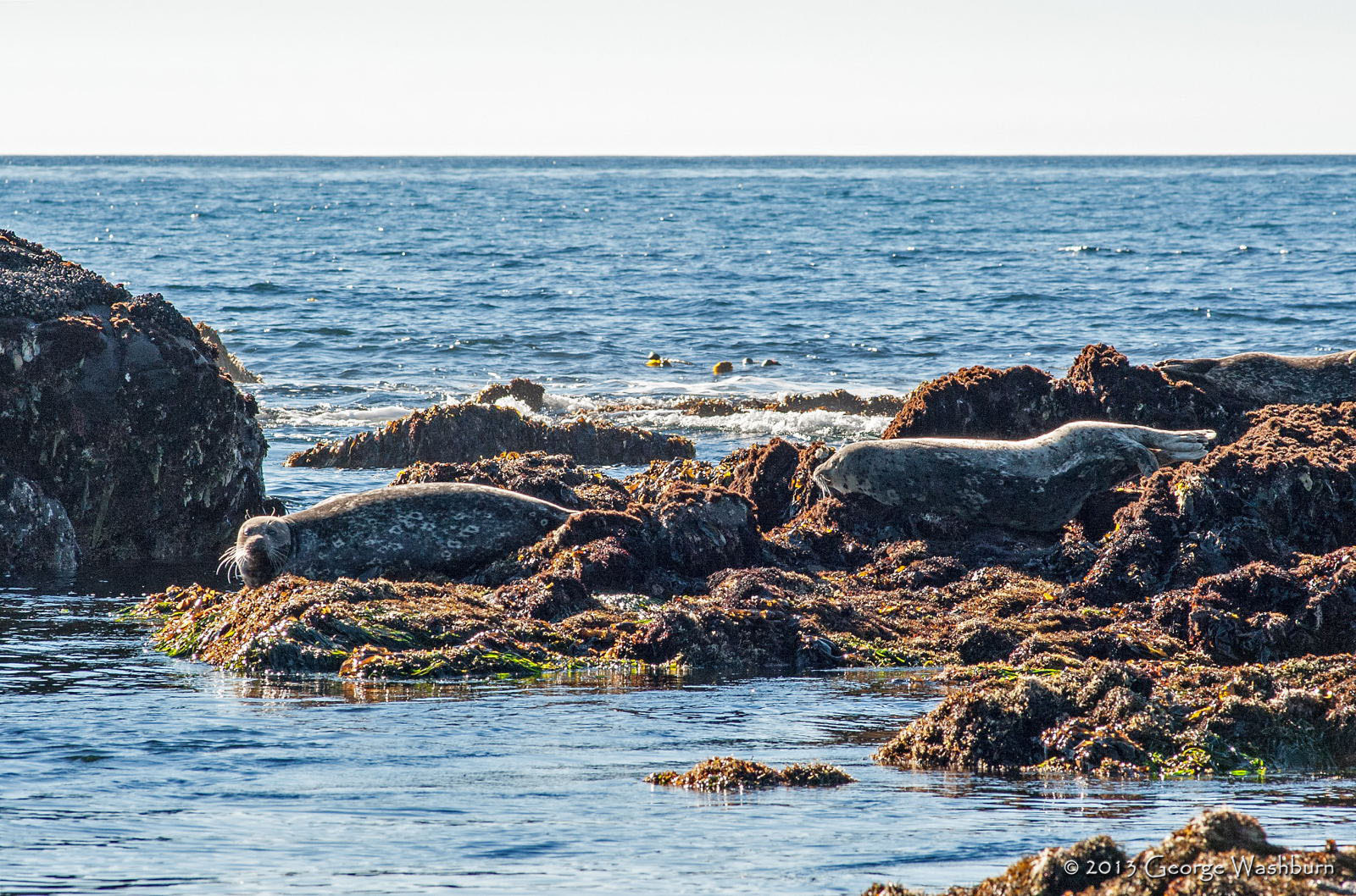 Nikon D700 + Nikon AF Nikkor 180mm F2.8D ED-IF sample photo. Harbor seals, moonstone beach photography