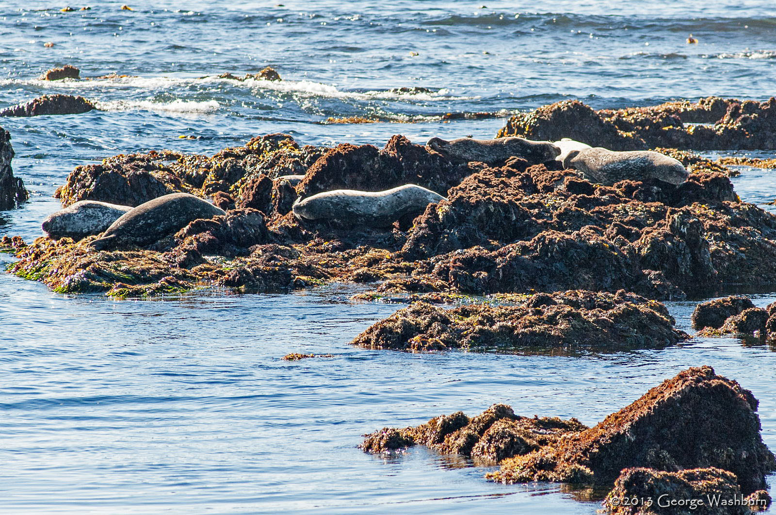 Nikon D700 + Nikon AF Nikkor 180mm F2.8D ED-IF sample photo. Harbor seals, moonstone beach photography