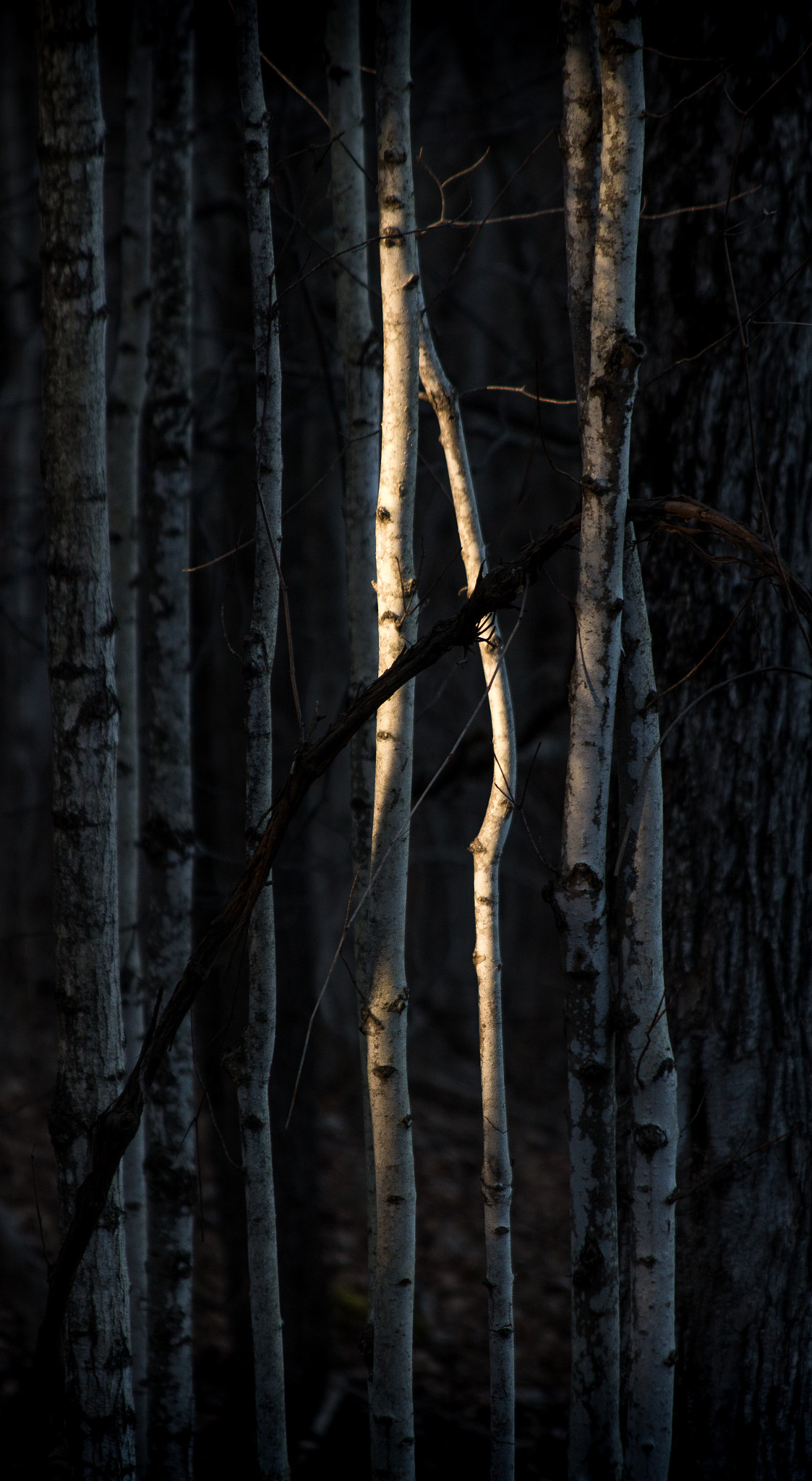 Canon EOS 100D (EOS Rebel SL1 / EOS Kiss X7) sample photo. Dancing in the shadows photography