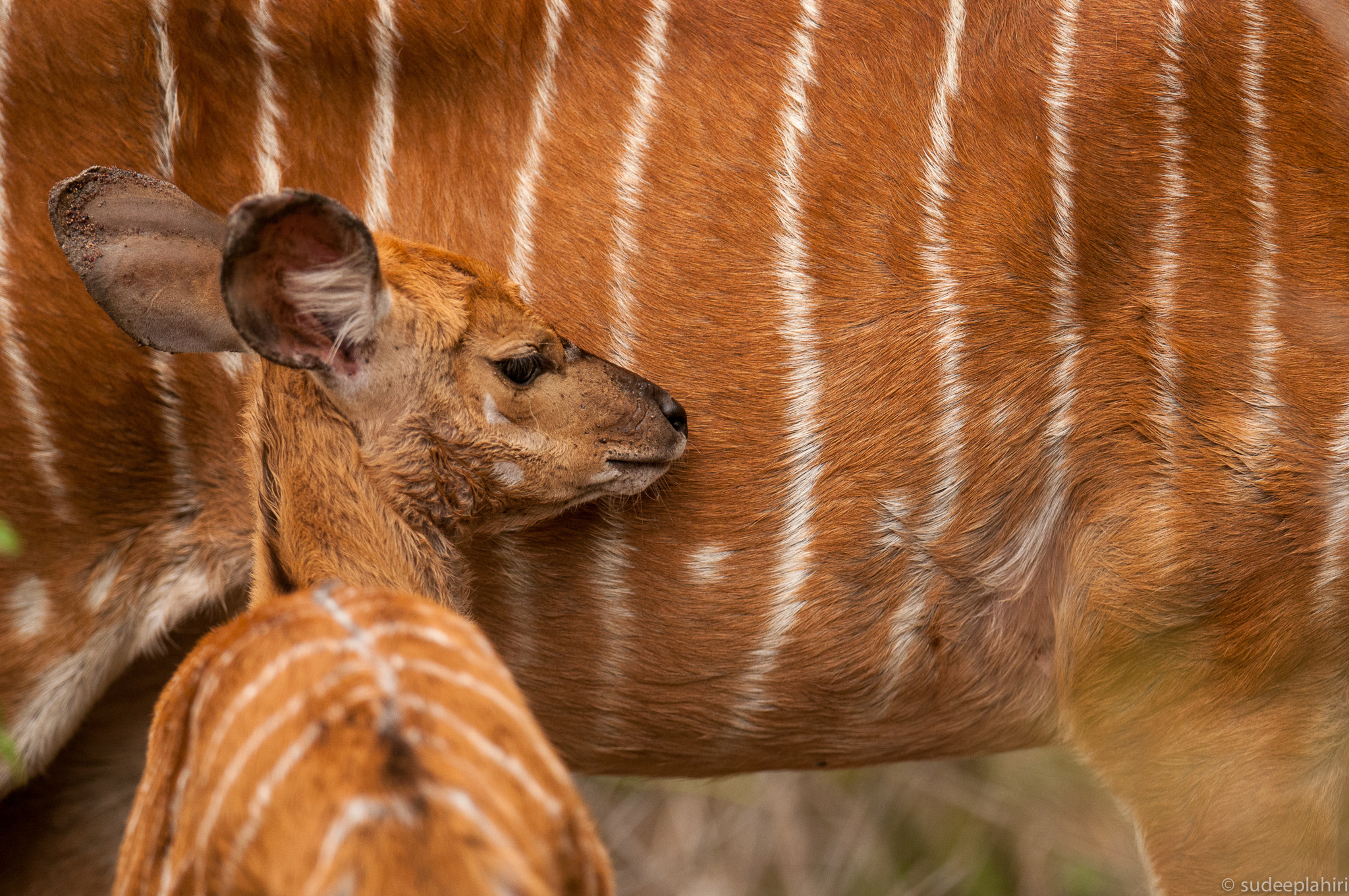 Nikon AF-S Nikkor 400mm F2.8G ED VR II sample photo. A baby nyala, all lined up. photography