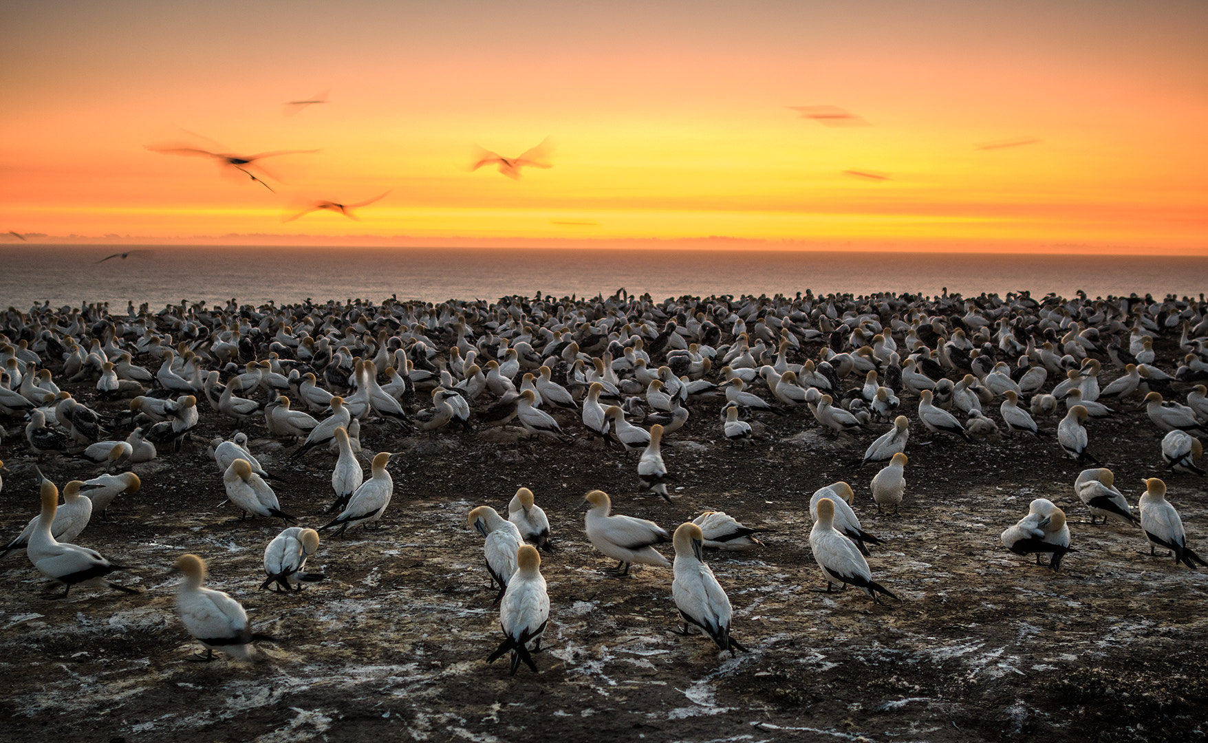 Nikon D7000 + Nikon AF-S Nikkor 24mm F1.4G ED sample photo. Sunrise, cape kidnappers, hawkes bay, nz photography