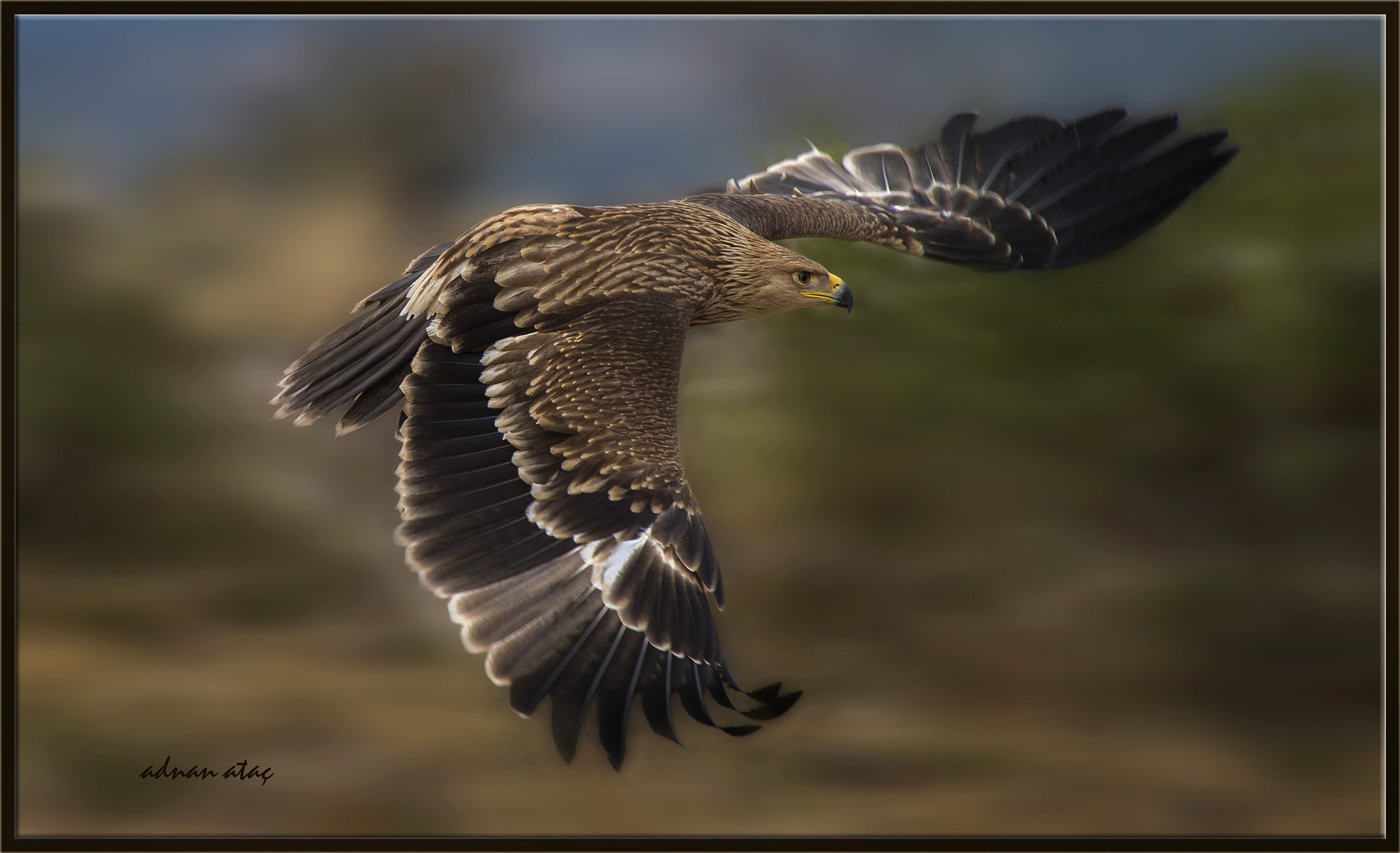 Sigma 50-500mm F4.5-6.3 DG OS HSM sample photo. Şah kartal - eastern imperial eagle - aquila heliaca photography