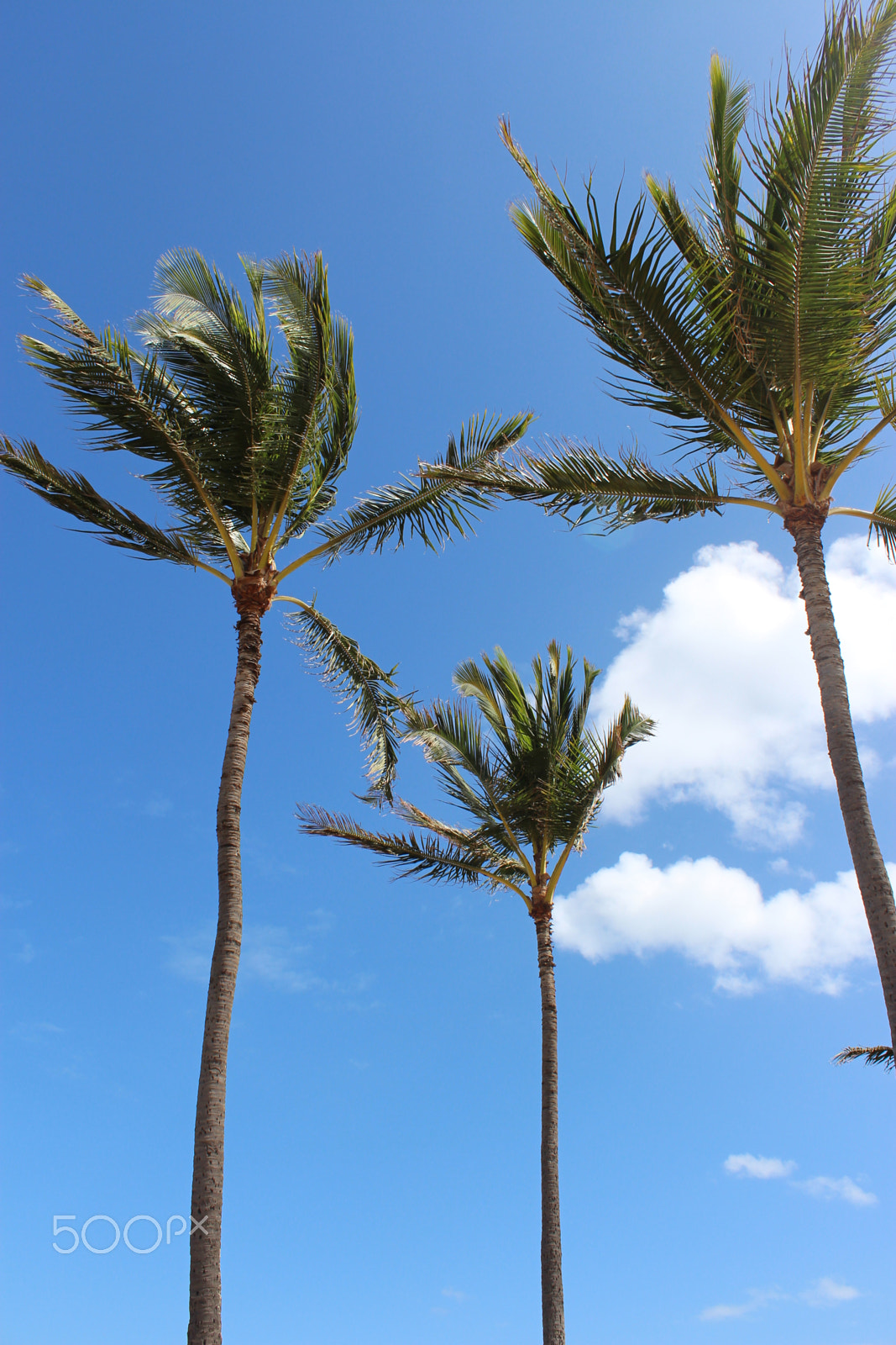 Canon EOS 650D (EOS Rebel T4i / EOS Kiss X6i) sample photo. Haleiwa, hi photography