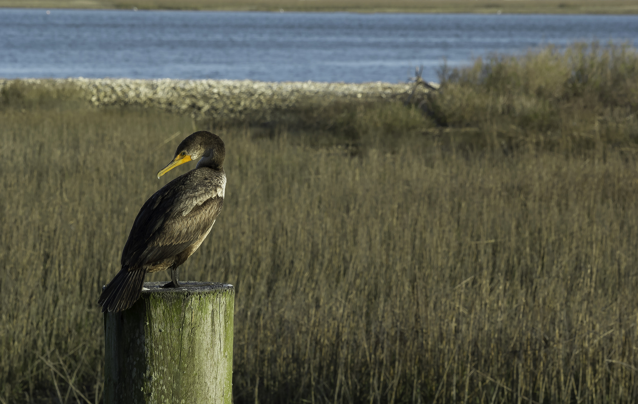 Canon EF-S 55-250mm F4-5.6 IS STM sample photo. Juvenile double-crested cormorant photography