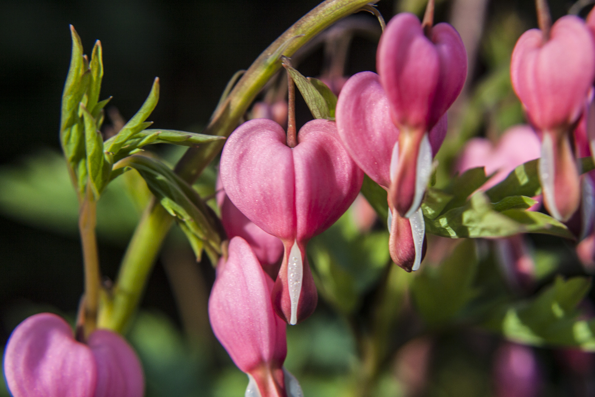 Canon EF 28-80mm f/3.5-5.6 sample photo. Bleeding heart flowers photography