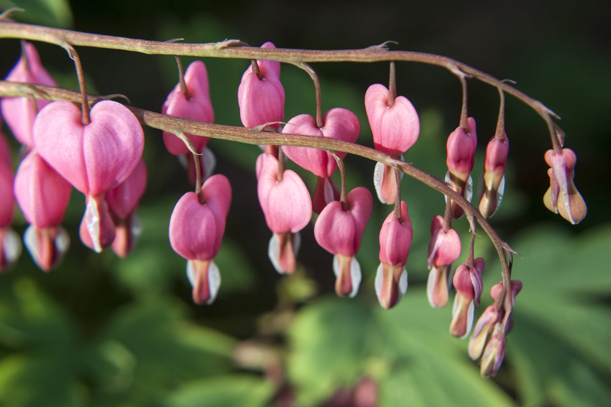 Canon EF 28-80mm f/3.5-5.6 sample photo. Bleeding heart flowers photography