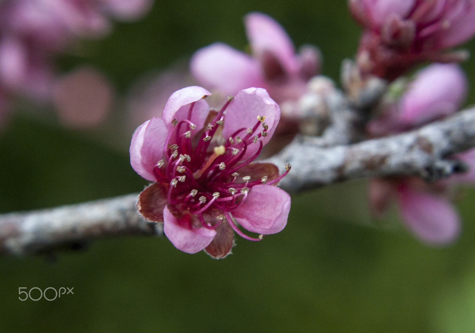Canon EF 28-80mm f/3.5-5.6 sample photo. Apple blossom photography