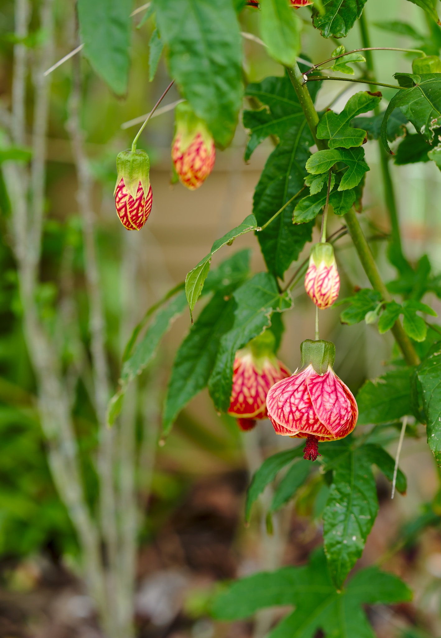 ZEISS Otus 85mm F1.4 sample photo. Chinese lanterns photography