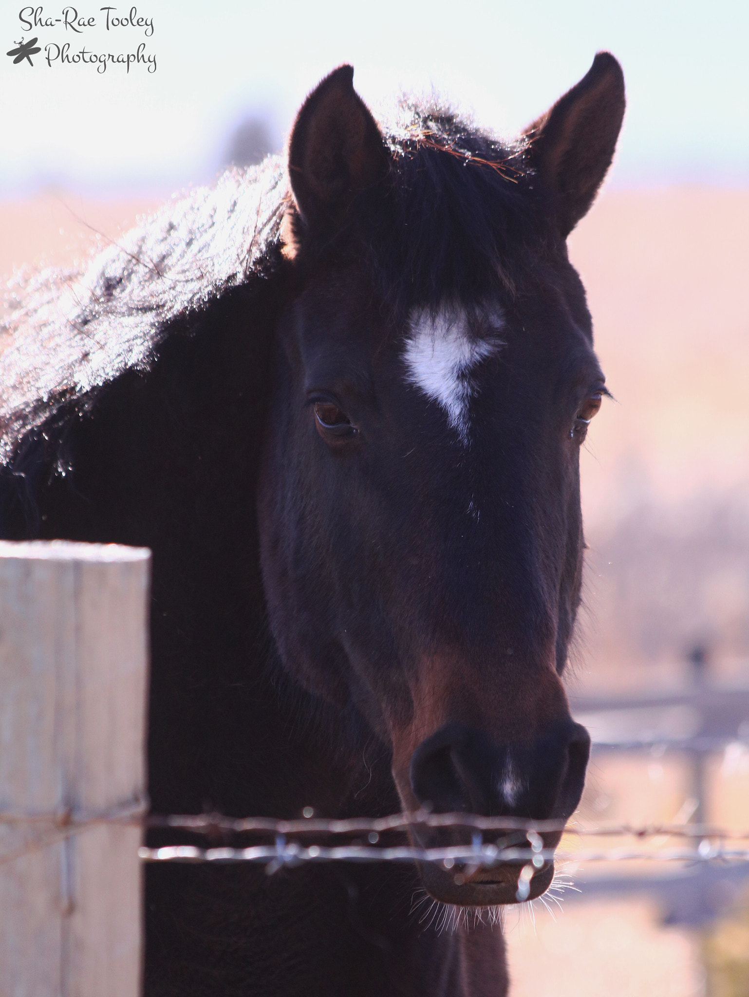 Canon EOS 750D (EOS Rebel T6i / EOS Kiss X8i) + Canon EF 70-300mm F4-5.6 IS USM sample photo. A horse is horse... photography