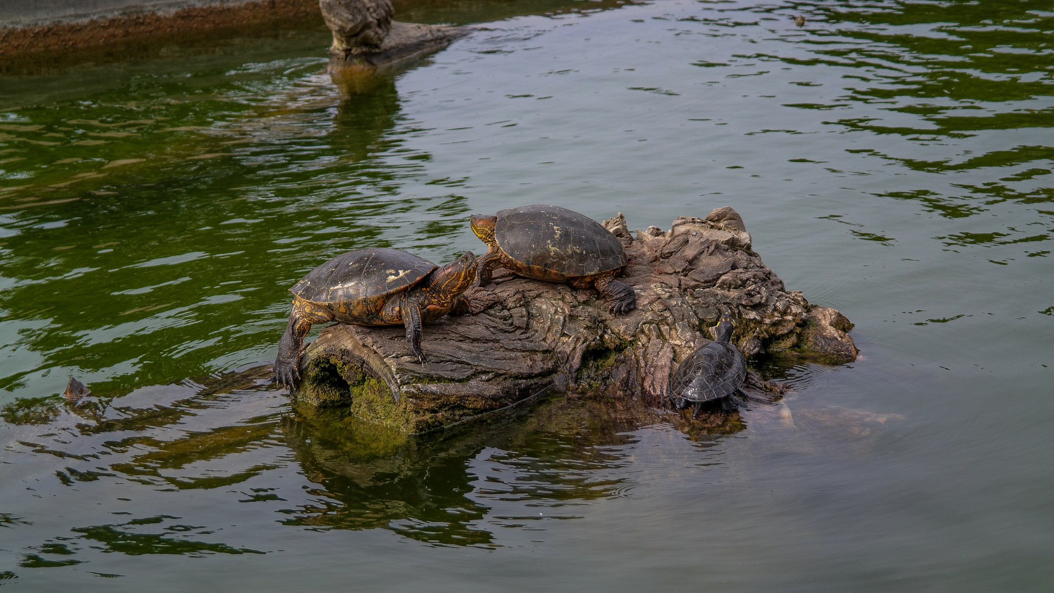 Samsung NX30 + NX 18-55mm F3.5-5.6 sample photo. Parque de las leyendas photography