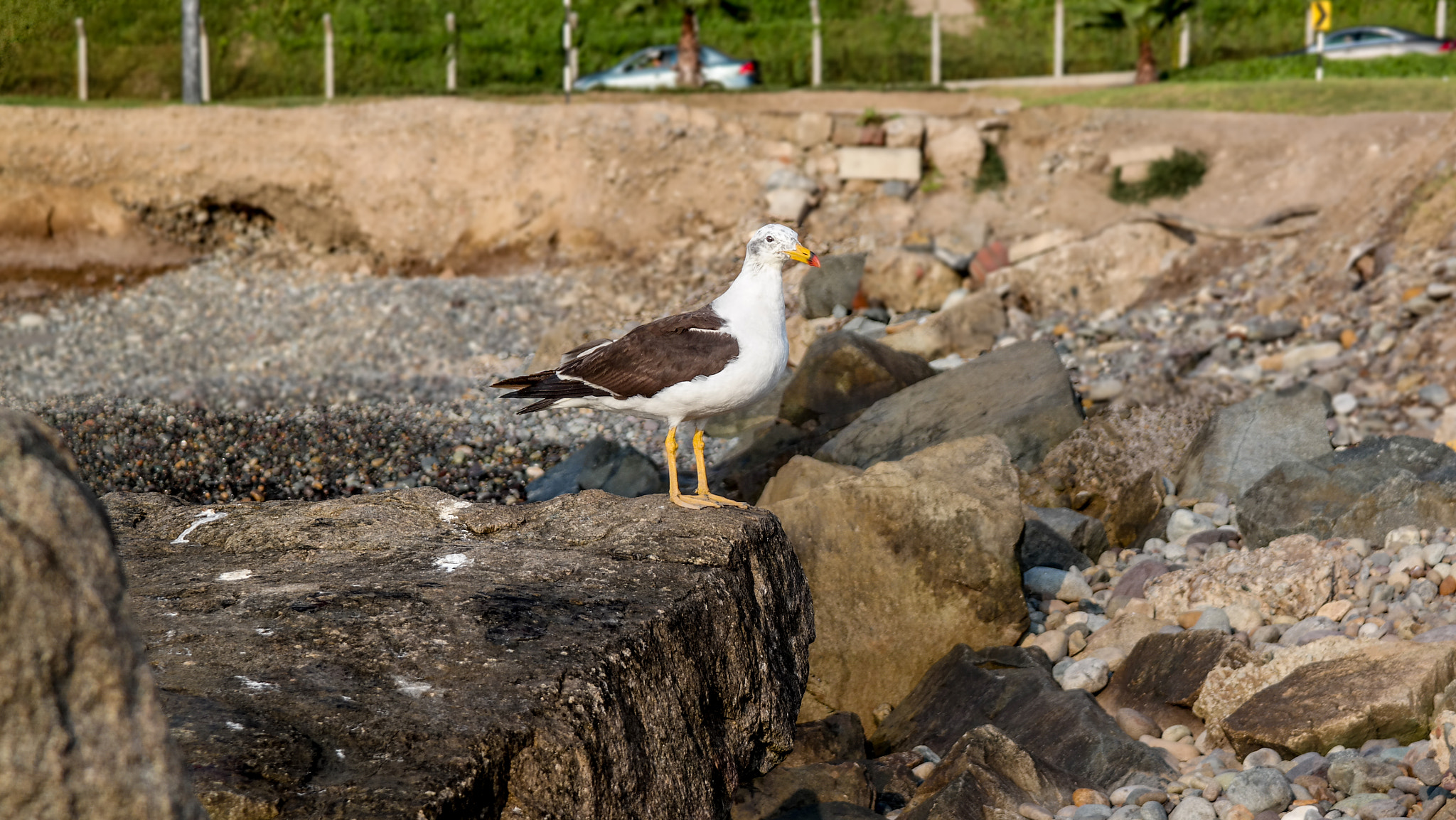 Samsung NX30 + NX 18-55mm F3.5-5.6 sample photo. Gaviota photography