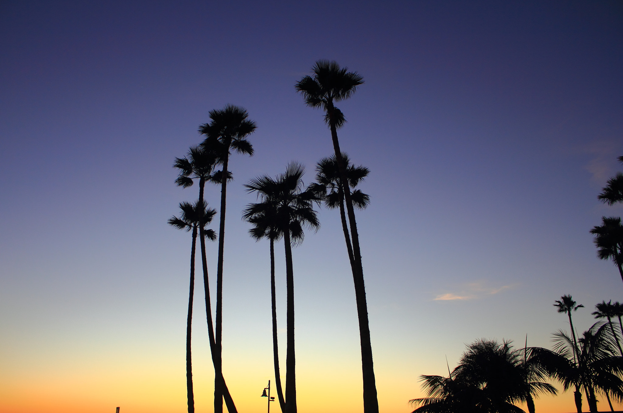 Canon EF-S 18-55mm F3.5-5.6 IS sample photo. Palm trees at sunset photography