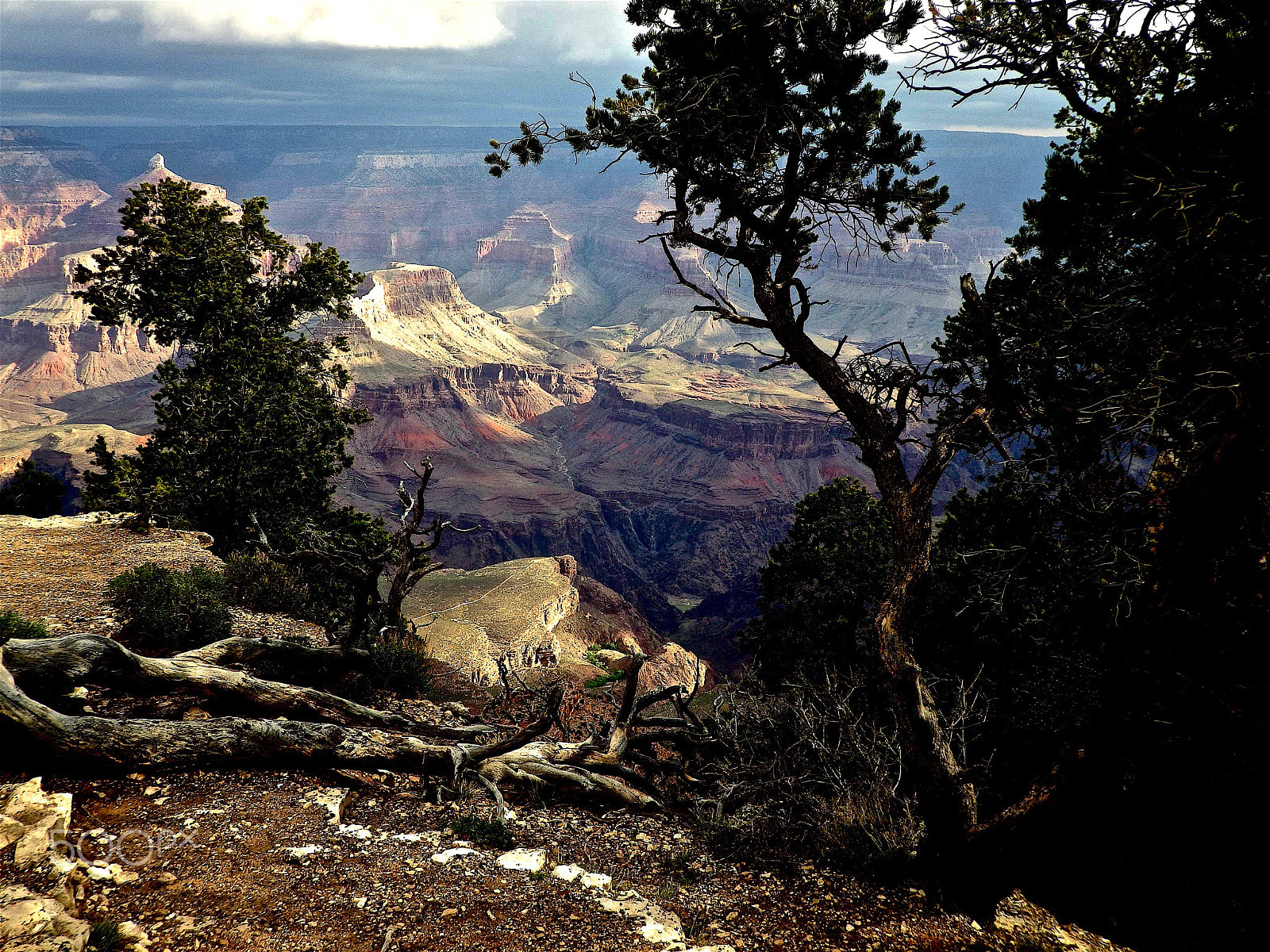 Pentax Optio WG-2 sample photo. Canyon thru tree photography