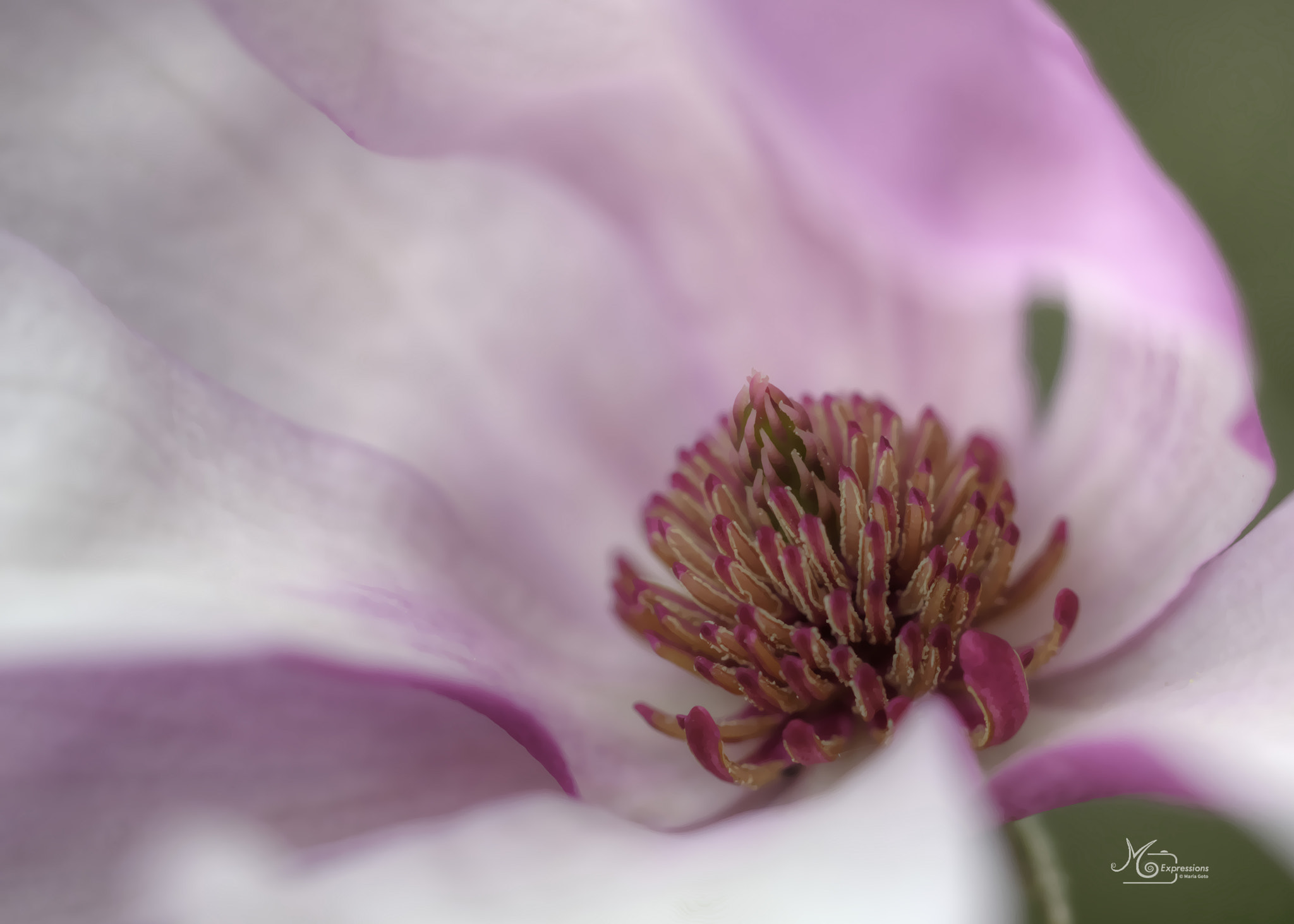 Nikon D3100 + Tamron SP AF 60mm F2 Di II LD IF Macro sample photo. Magnolia soulangeana 'alexandrina' / pink saucer magnolia photography