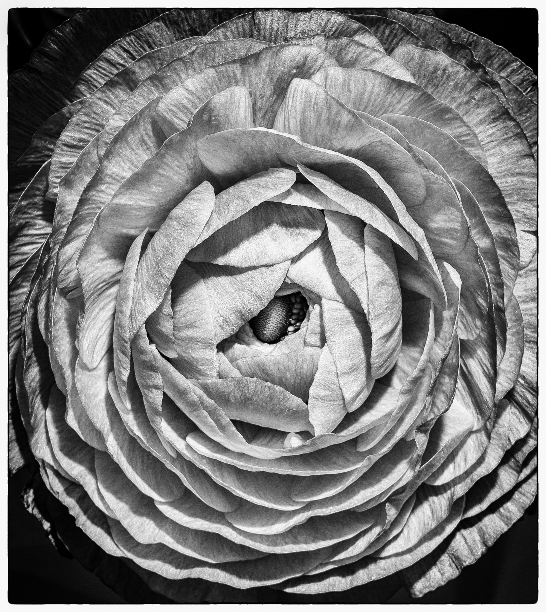 Pentax K-S1 sample photo. Mono peony photography