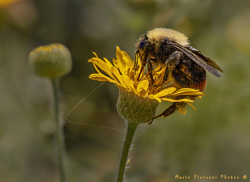 Canon EOS 40D + Canon EF 100mm F2.8L Macro IS USM sample photo. Board pollen photography