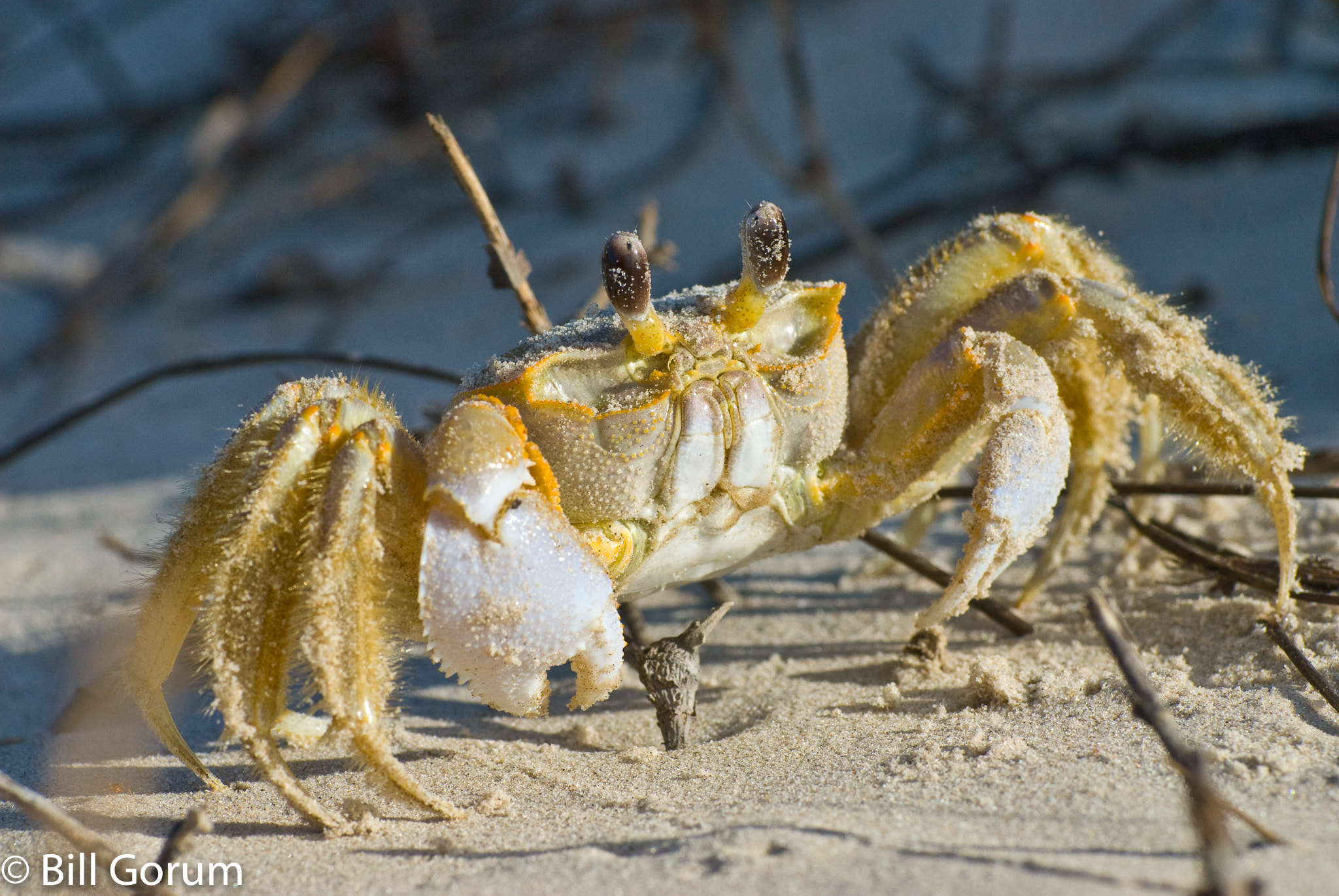 Nikon AF-Nikkor 80-200mm F2.8D ED sample photo. Ghost crab, padre island national seashore, texas. photography