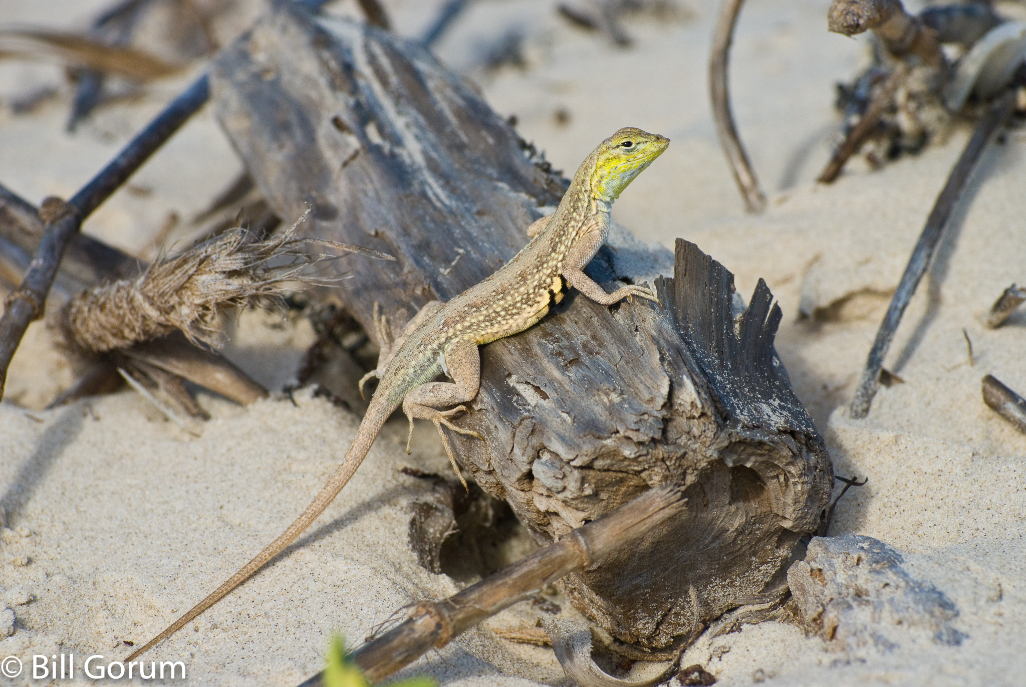 Nikon AF-Nikkor 80-200mm F2.8D ED sample photo. Northern keeled earless lizard, padre island. photography