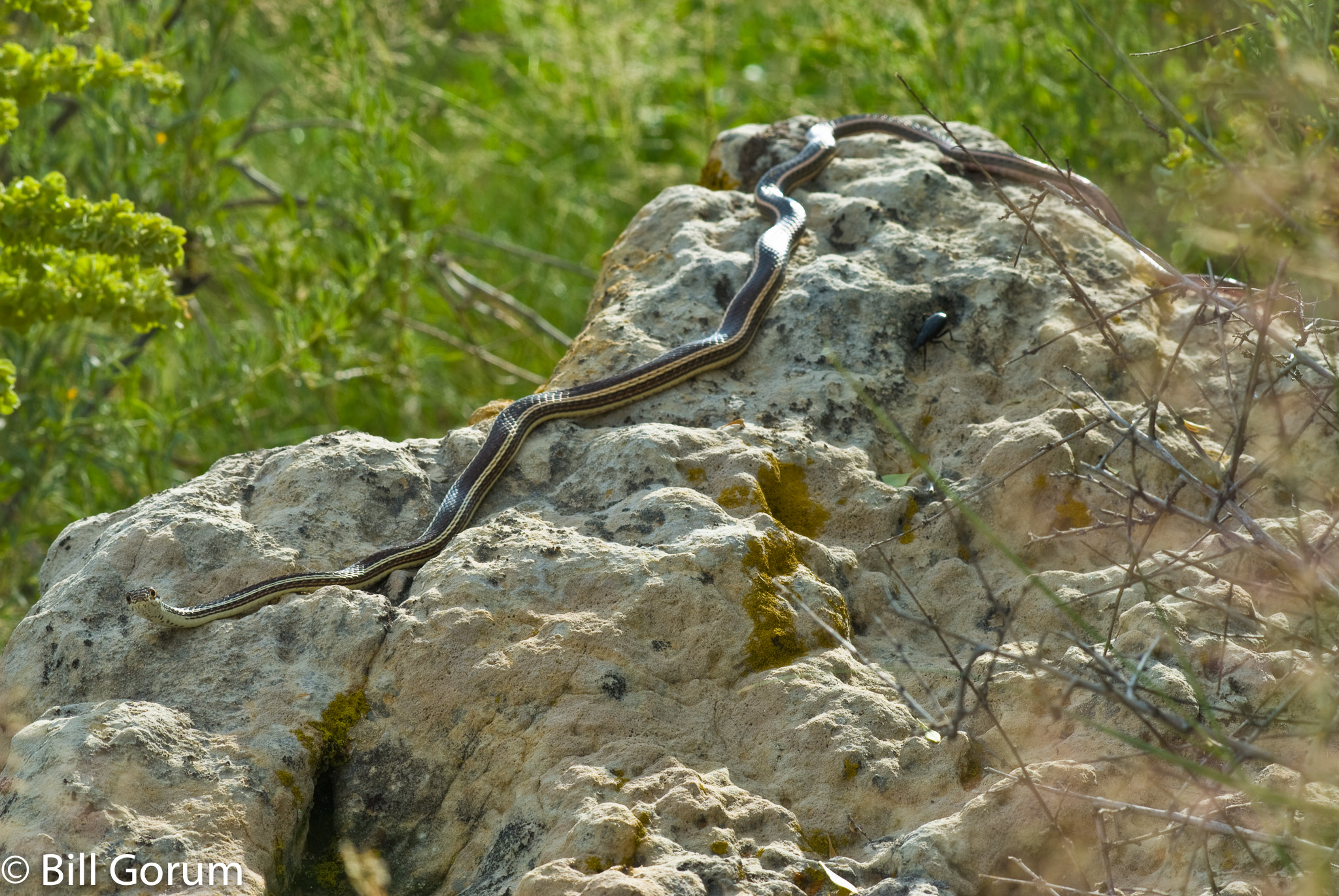 Nikon AF-Nikkor 80-200mm F2.8D ED sample photo. Desert striped whipsnake, ojito wilderness, n,m. photography