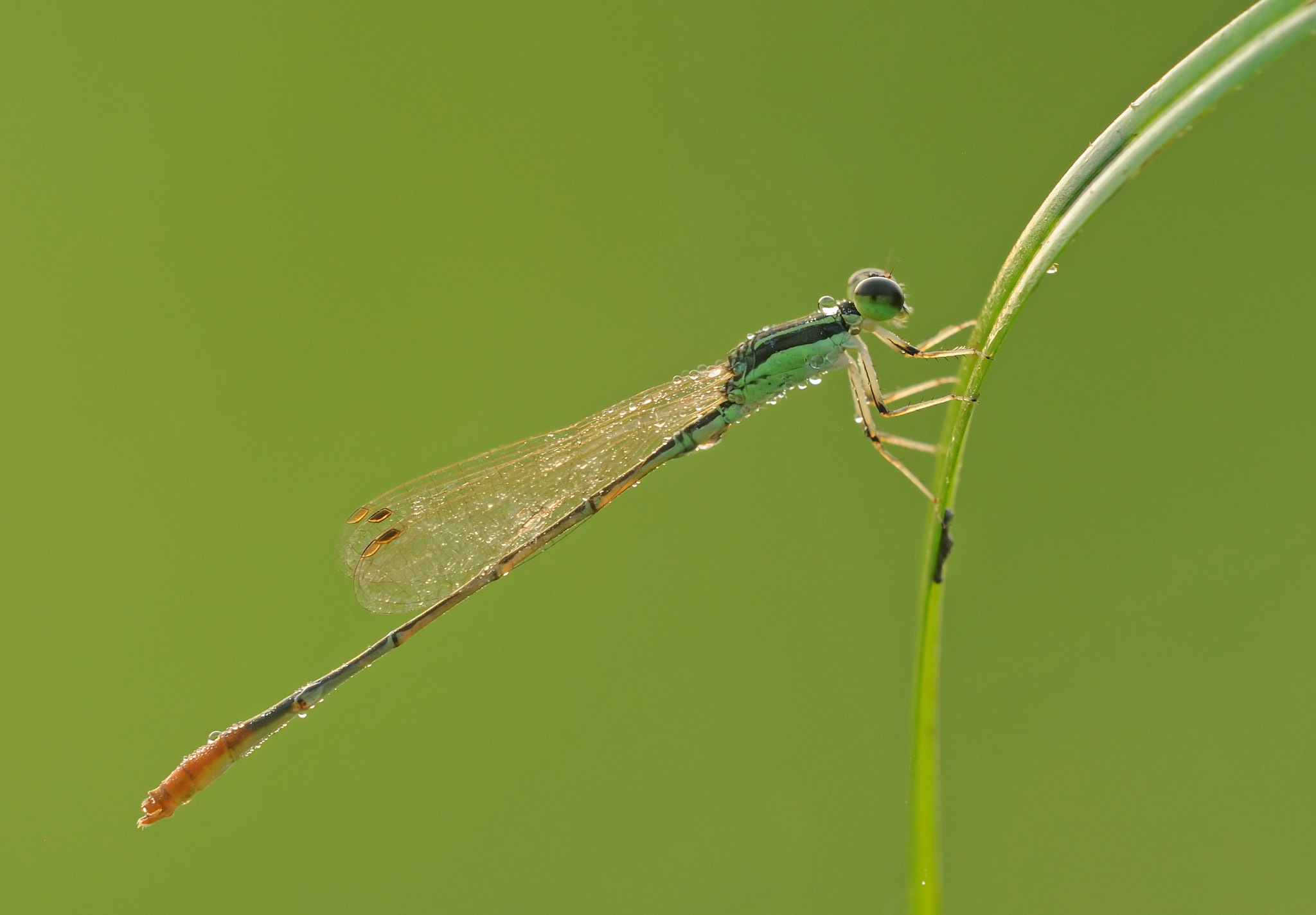 Sigma 150mm F2.8 EX DG Macro HSM sample photo. Dragonfly photography