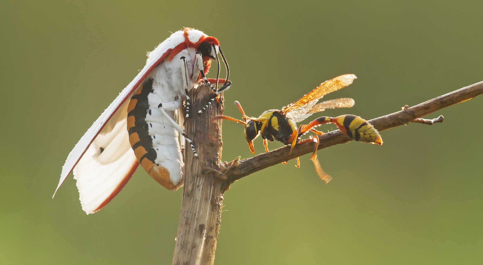 Sigma 150mm F2.8 EX DG Macro HSM sample photo. Gving report to the queen photography