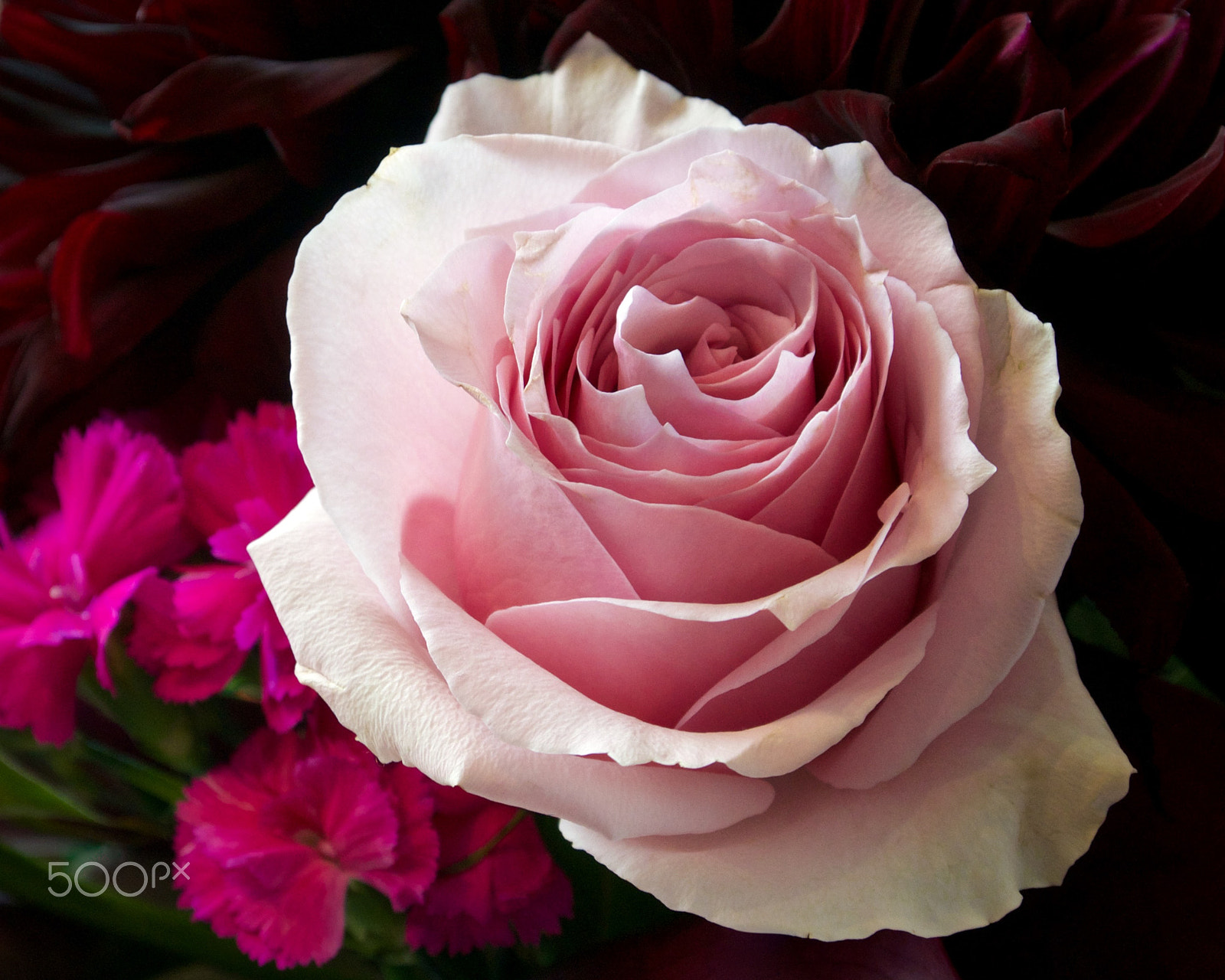 Nikon 1 J2 sample photo. Ikebana rose photography