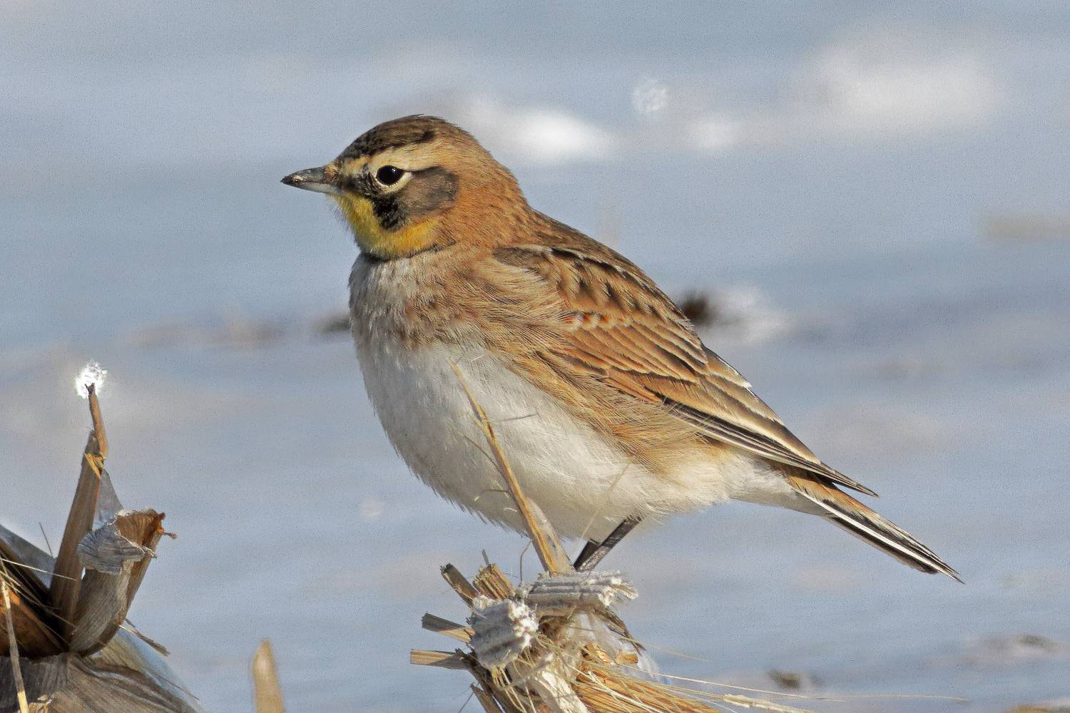 Canon EOS 7D Mark II + Canon EF 400mm F5.6L USM sample photo. Horned lark photography