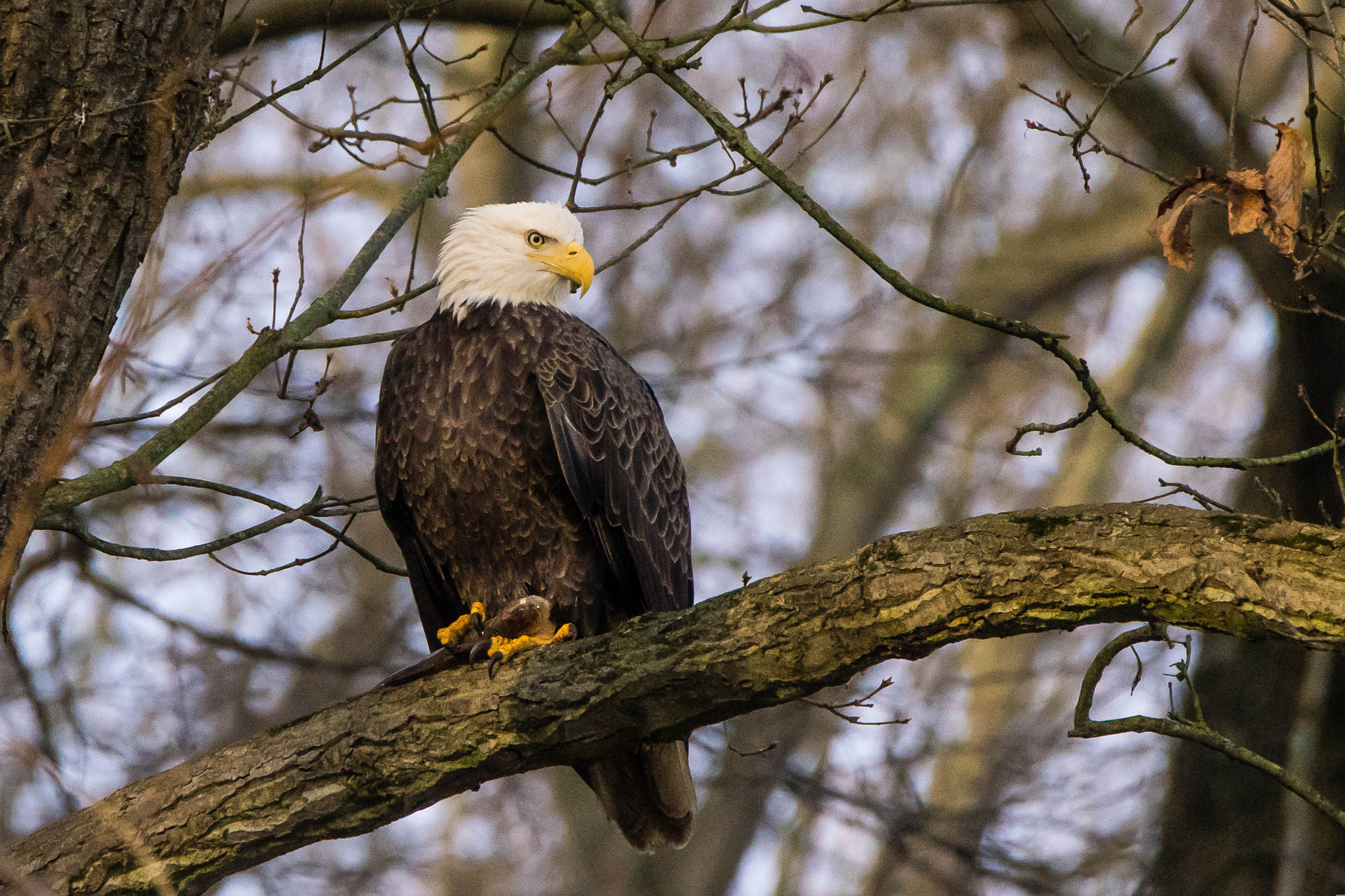 Sony a7 II + Tamron SP 150-600mm F5-6.3 Di VC USD sample photo. Roosting for lunch photography