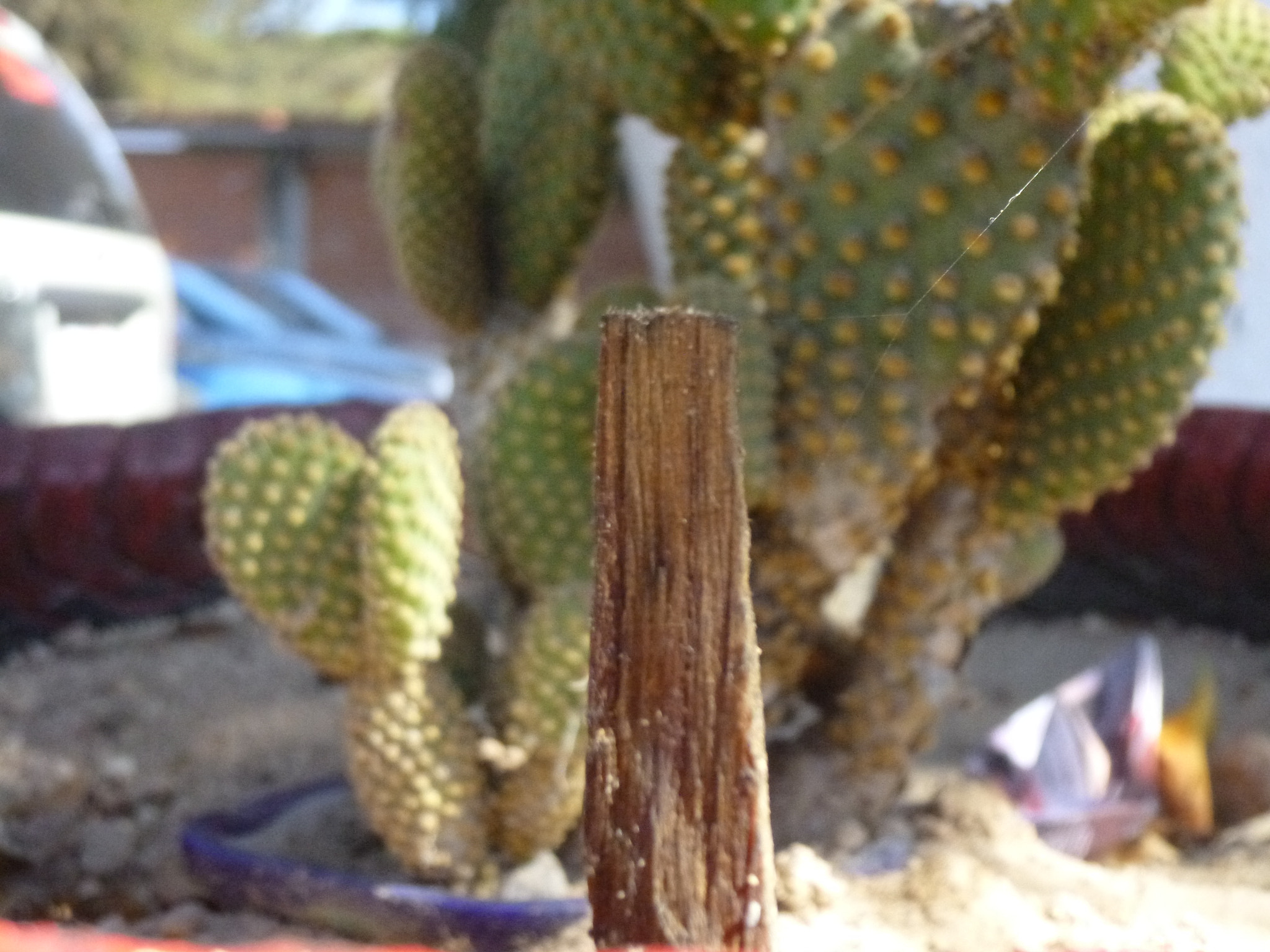 Panasonic DMC-SZ1 sample photo. Nopal photography