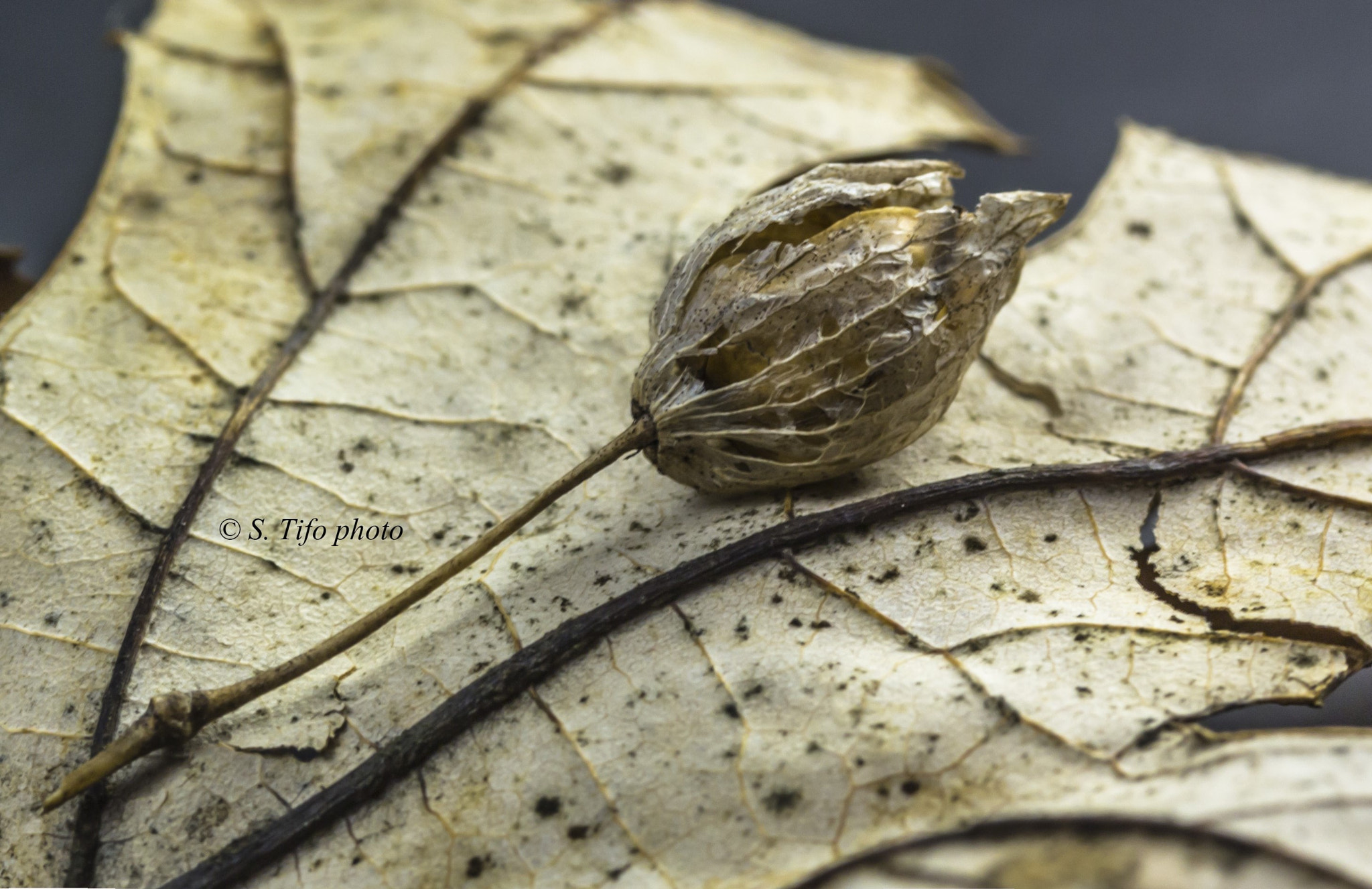 Canon EF-S 60mm F2.8 Macro USM sample photo. Texture .... photography