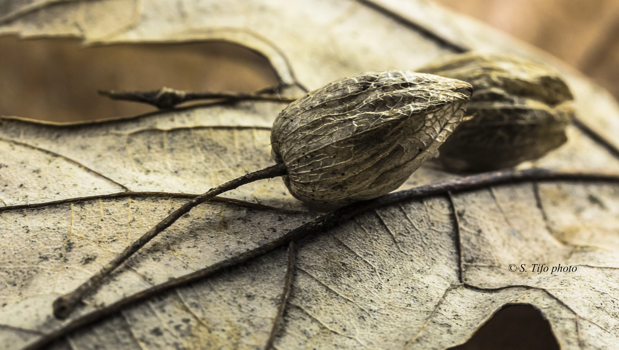 Canon EF-S 60mm F2.8 Macro USM sample photo. Together .... photography