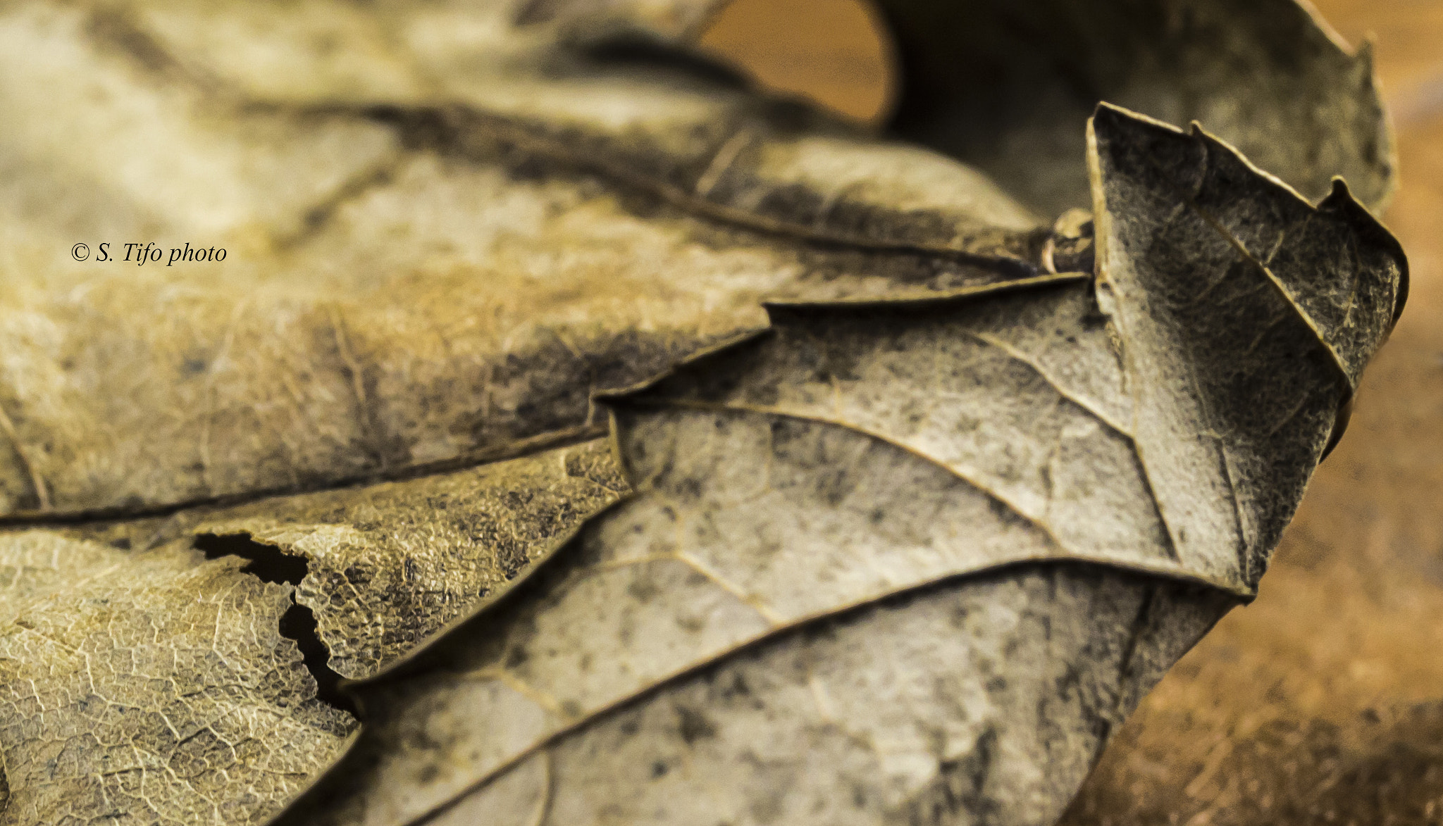 Canon EF-S 60mm F2.8 Macro USM sample photo. Craquée ..... photography