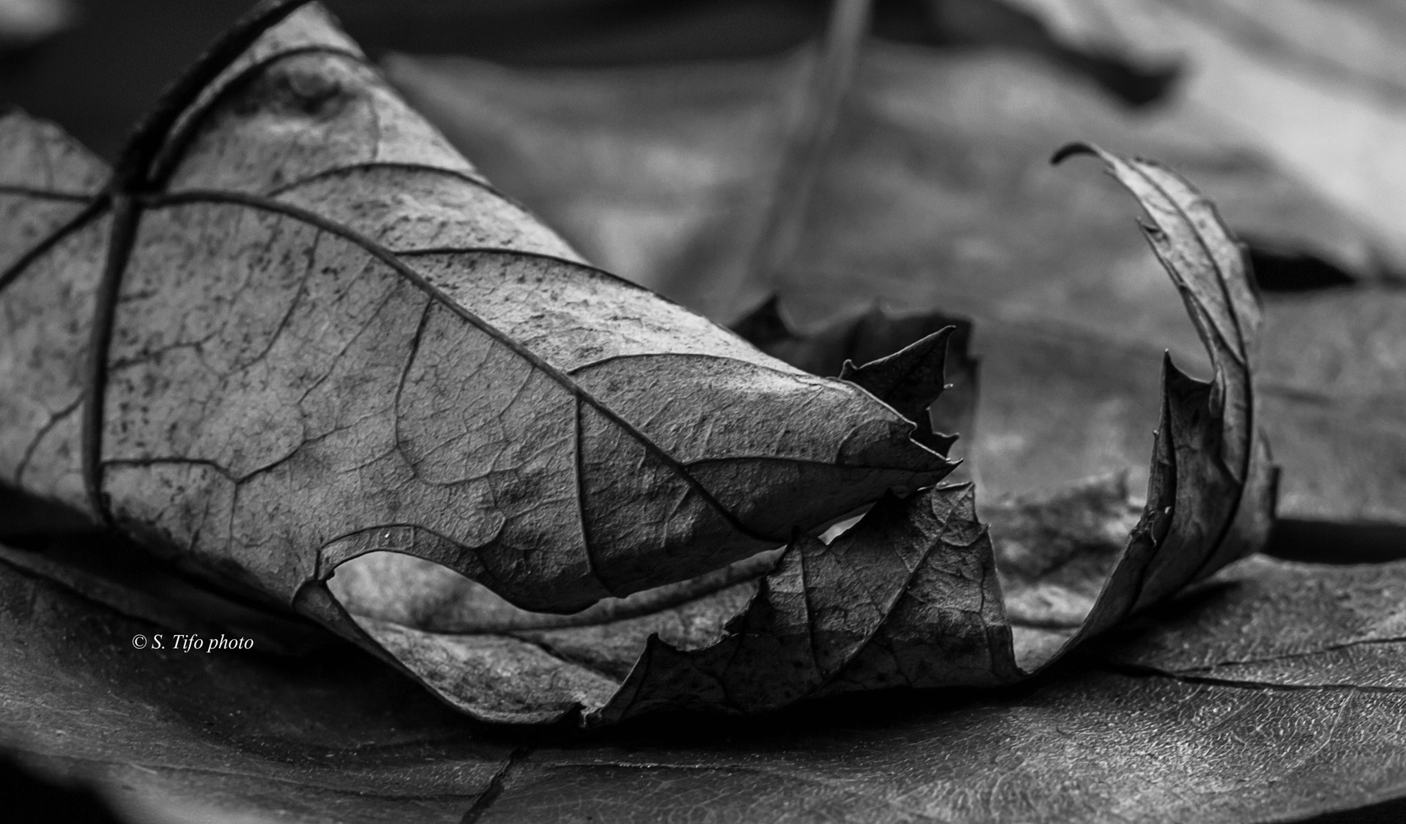 Canon EF-S 60mm F2.8 Macro USM sample photo. Texture.. n/b .... b/w .. photography