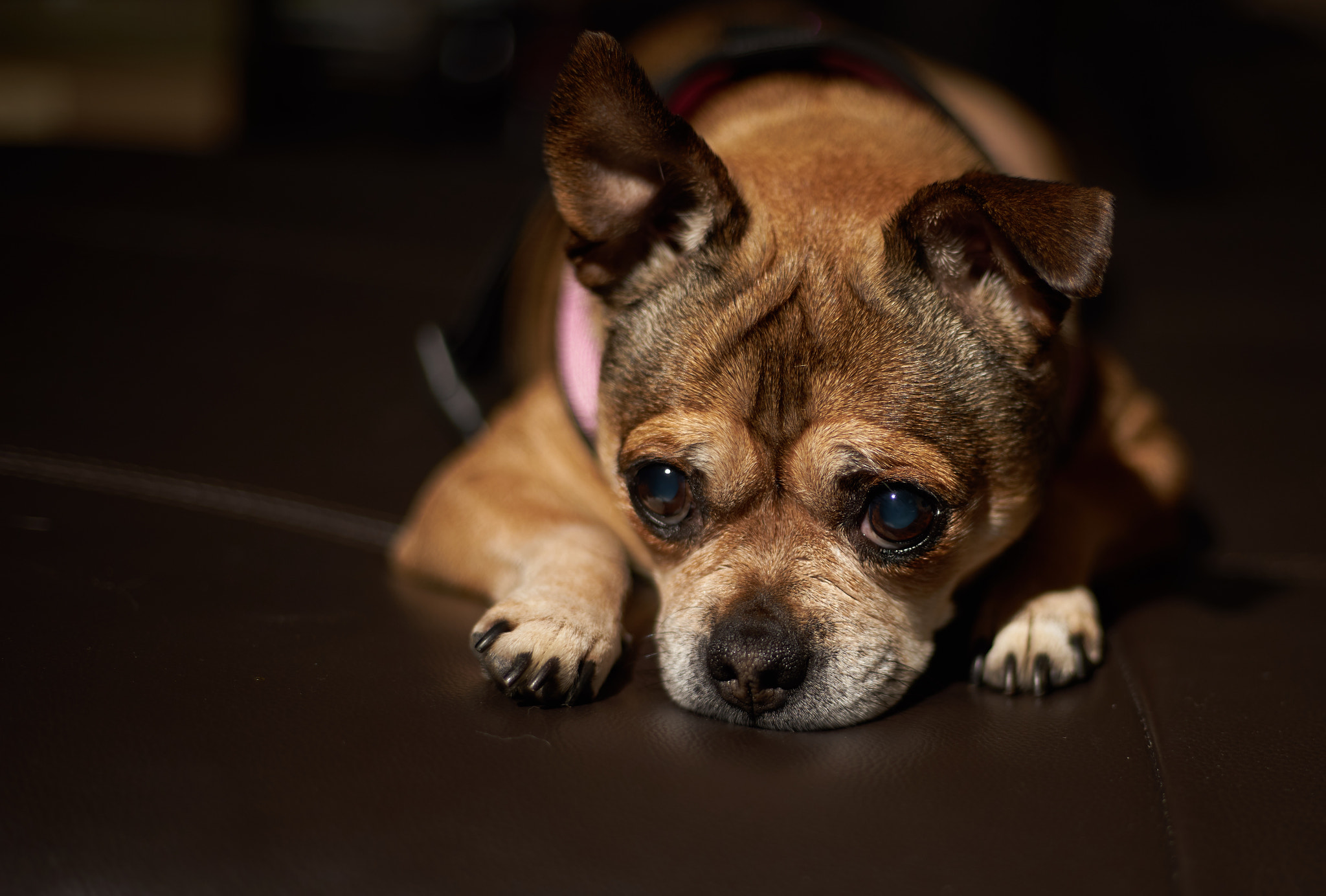 50mm F1.8 OSS sample photo. Gooby girl photography