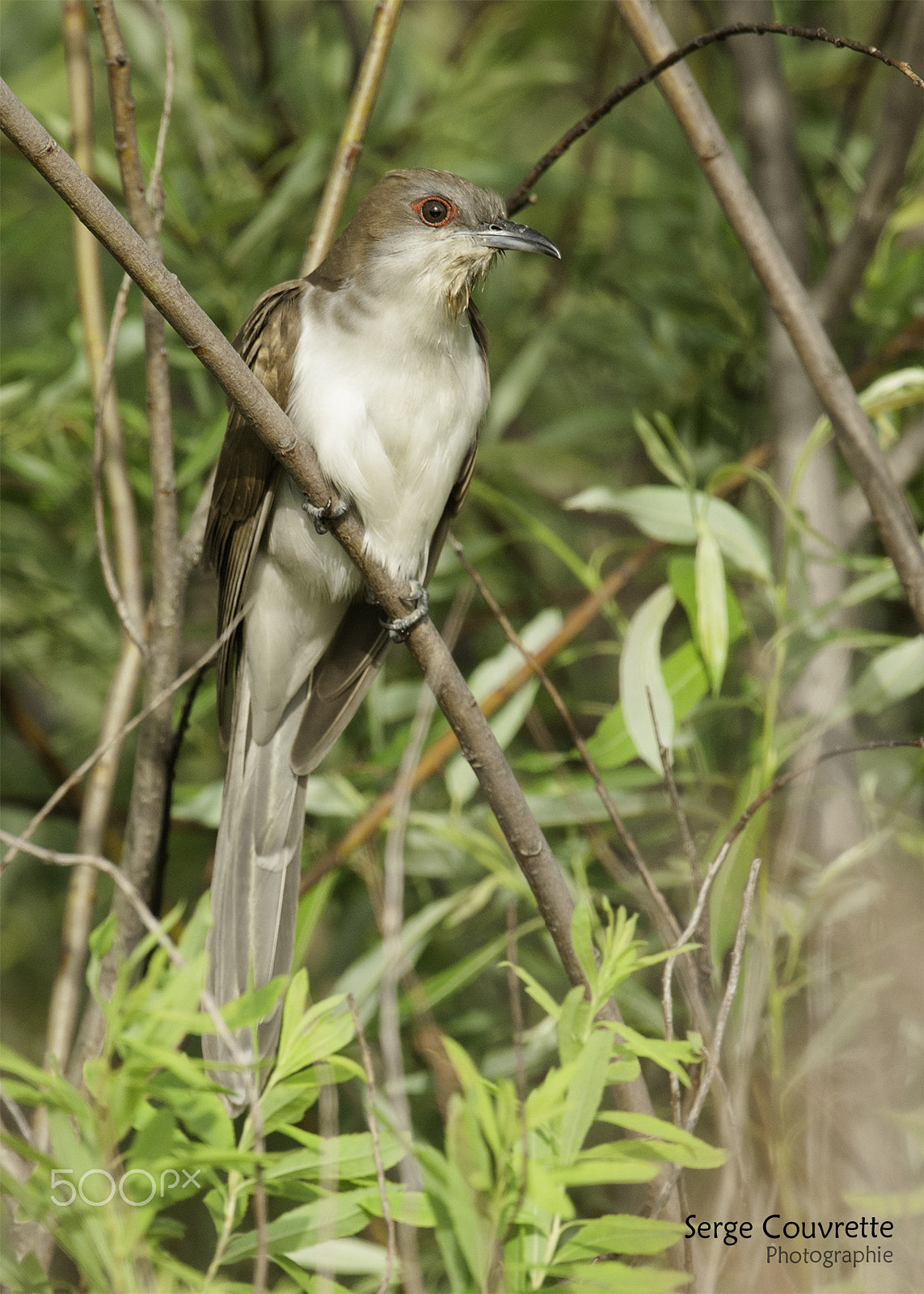 Nikon D300 + Nikon AF-S Nikkor 500mm F4G ED VR sample photo. Gotcha...... finaly photography