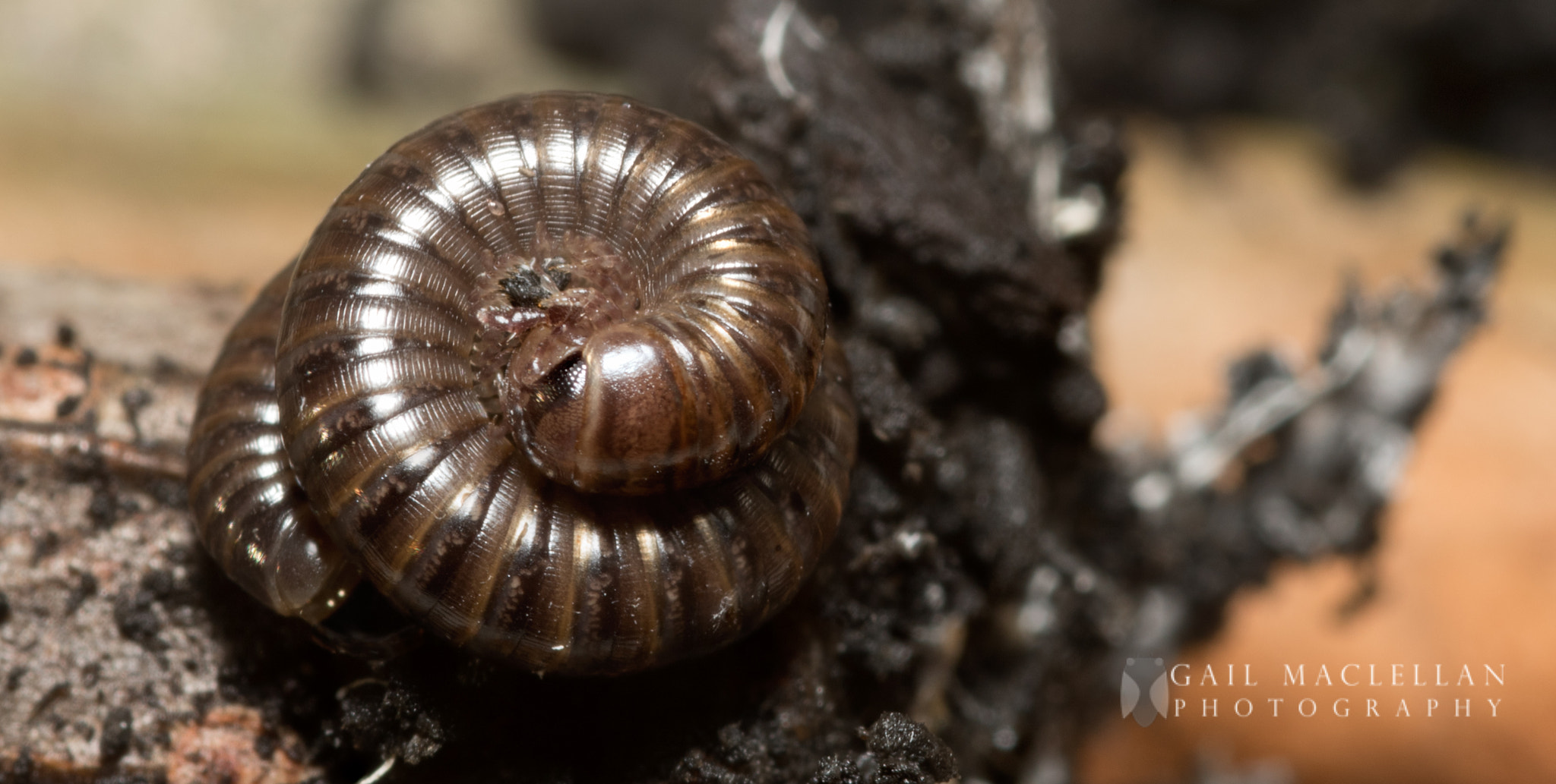 Sigma 105mm F2.8 EX DG Macro sample photo