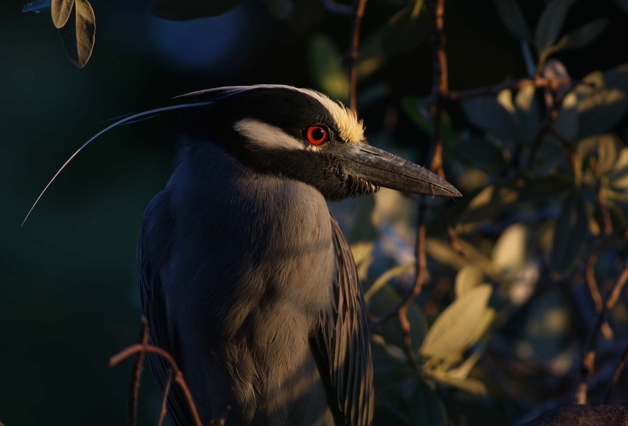 Canon EF 400mm F5.6L USM sample photo. Yellow crowned night heron photography