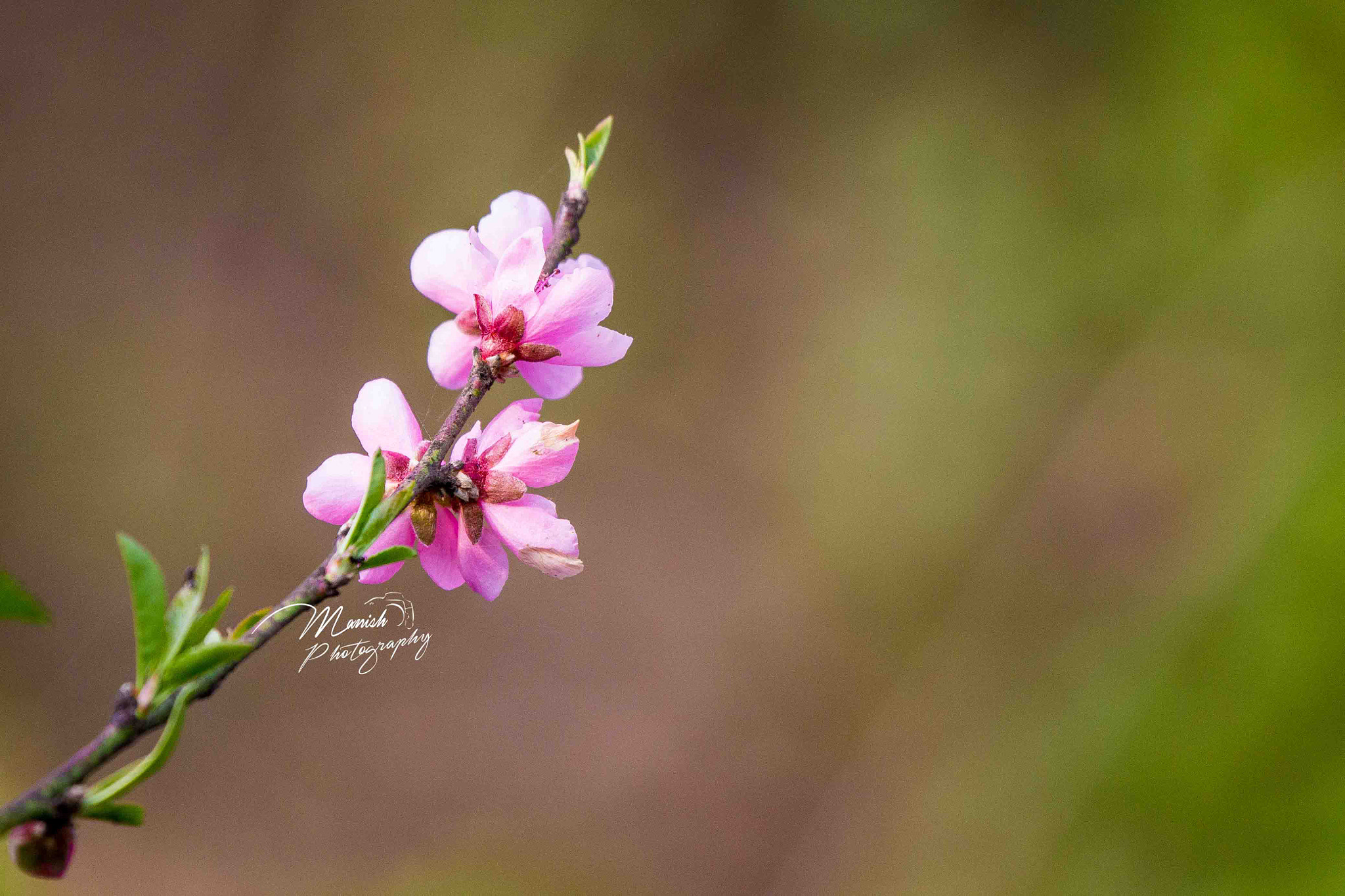 Canon EF 100-400mm F4.5-5.6L IS USM sample photo. Flower photography