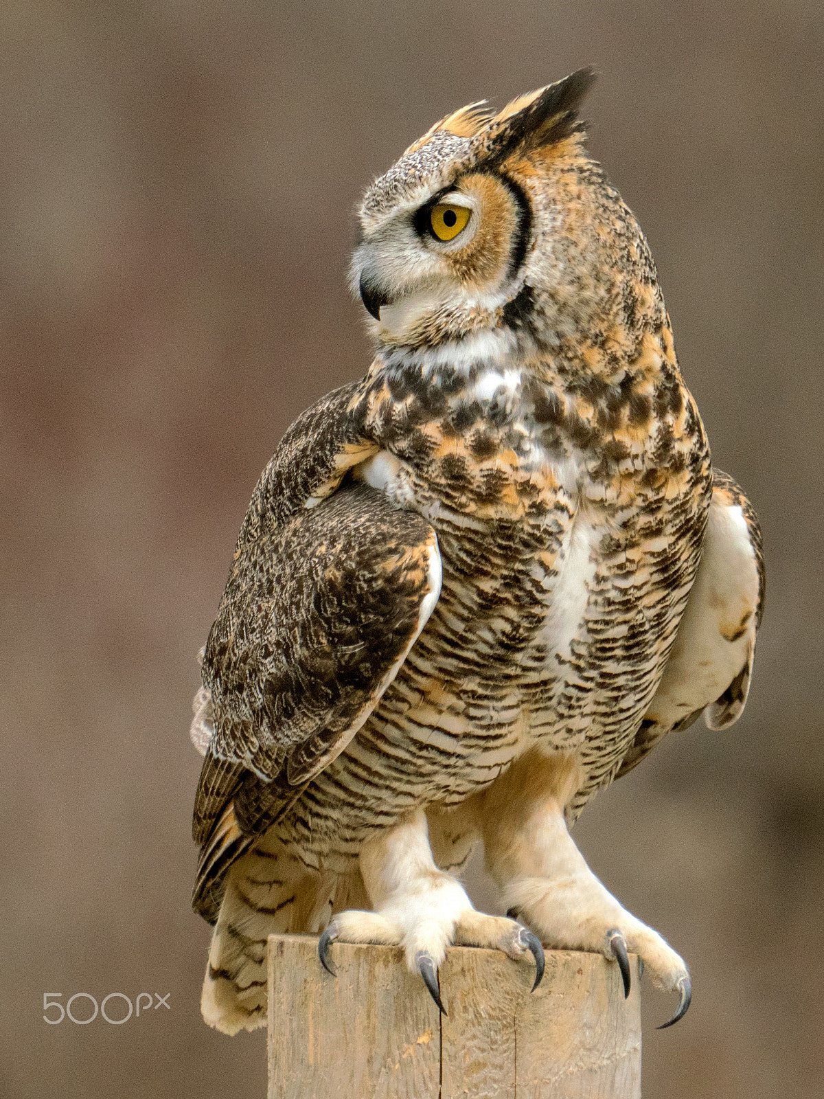 Panasonic Lumix DMC-GX8 + LEICA DG 100-400/F4.0-6.3 sample photo. Great horned owl (keeping an eye on me) photography