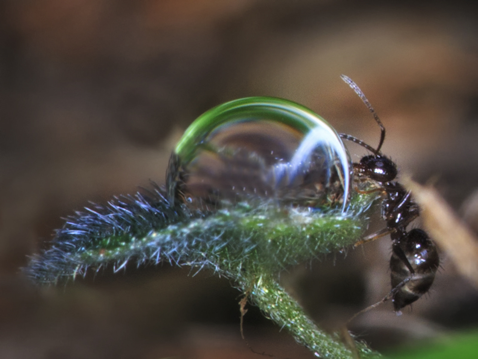 Canon EF 180mm F3.5L Macro USM sample photo. My water ball photography
