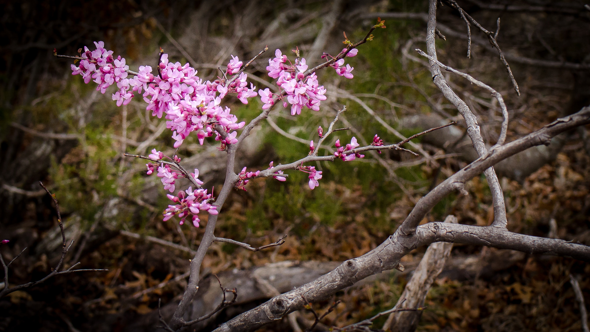 Nikon D7000 + Tamron SP 35mm F1.8 Di VC USD sample photo. Texas redbud #2 photography