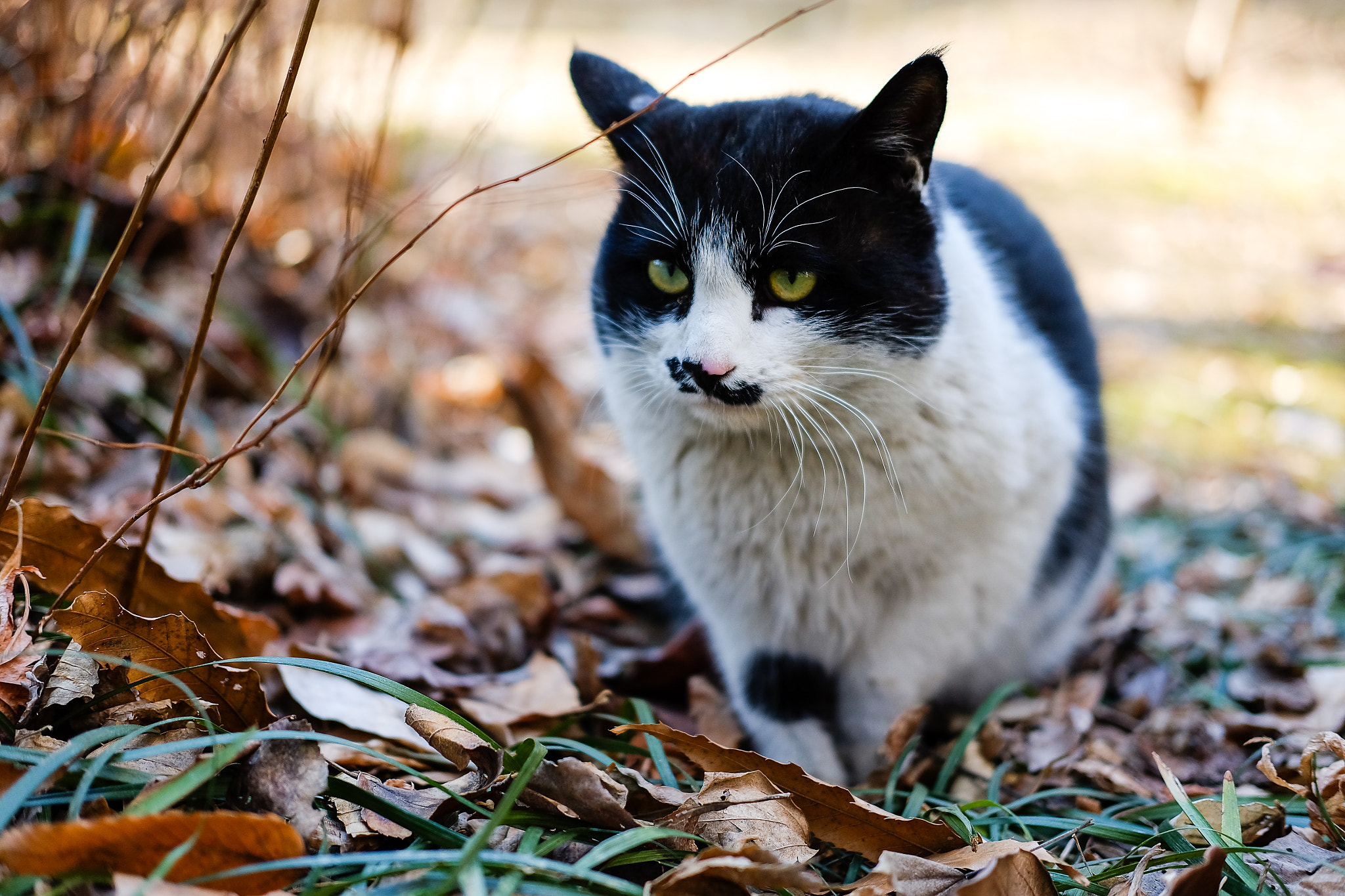 Fujifilm X-A1 + Fujifilm XF 35mm F2 R WR sample photo. Ready!!! photography